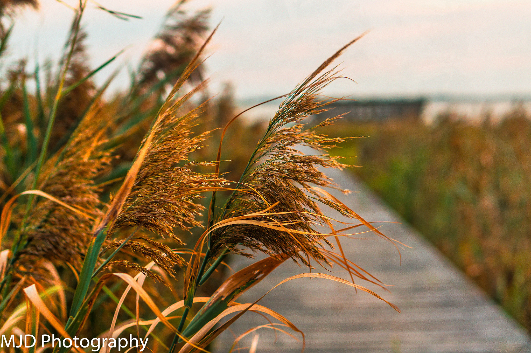 Sony Alpha NEX-6 + E 50mm F1.8 OSS sample photo. Seaoats at sugercreek (of ) photography