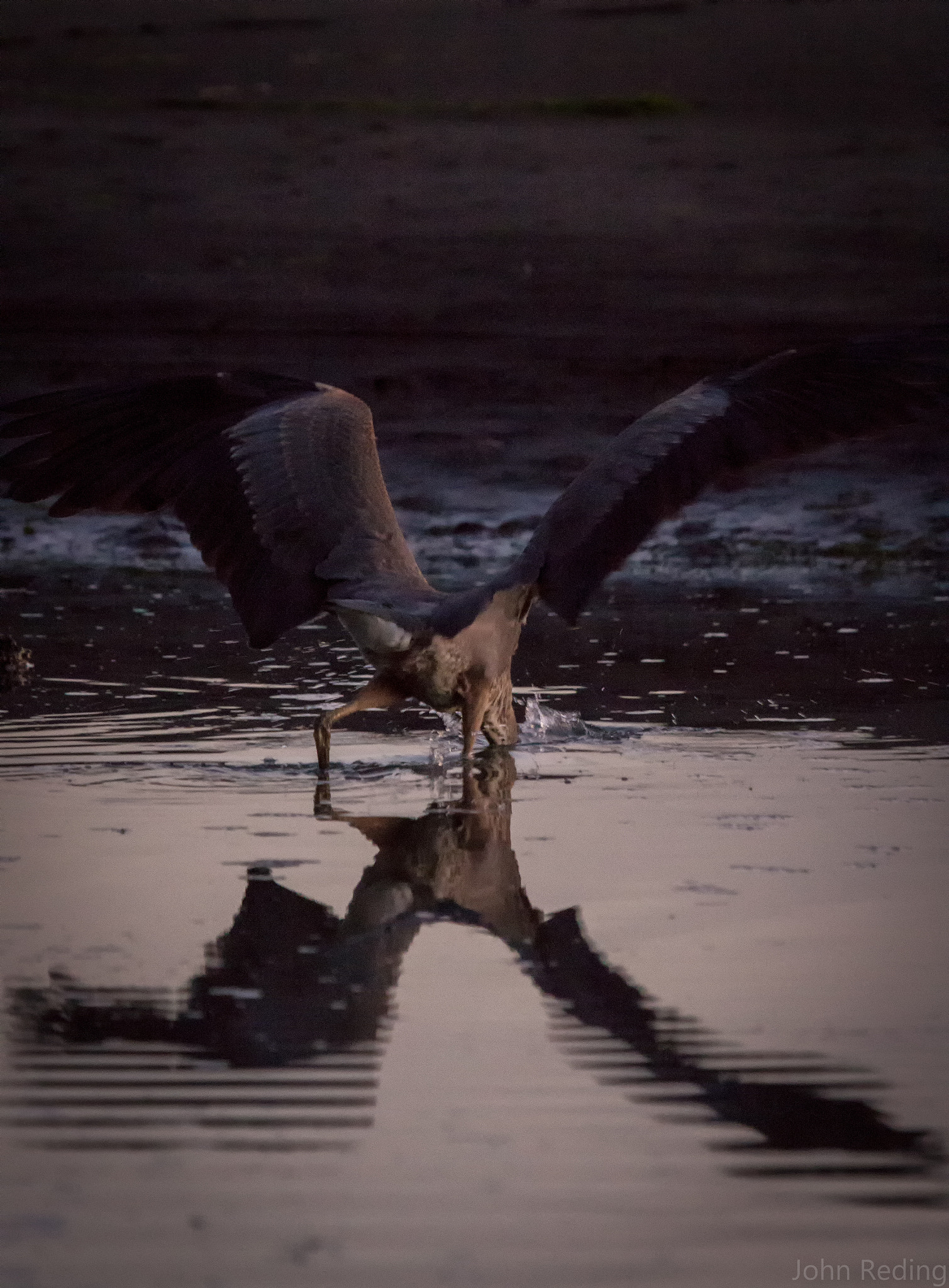 Canon EF 100-400mm F4.5-5.6L IS USM sample photo. Hopeful jab photography