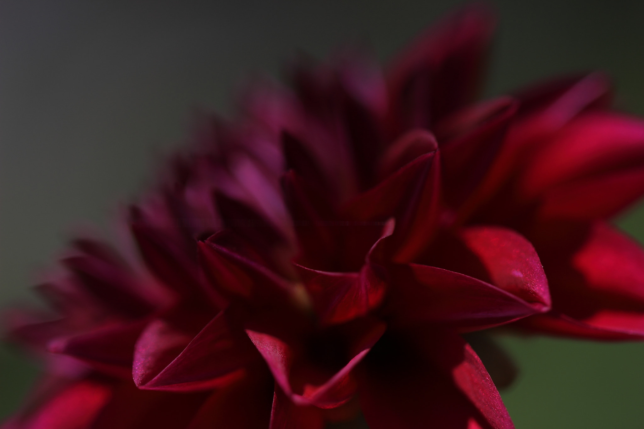 Canon EF 100mm F2.8L Macro IS USM sample photo. ダリア photography