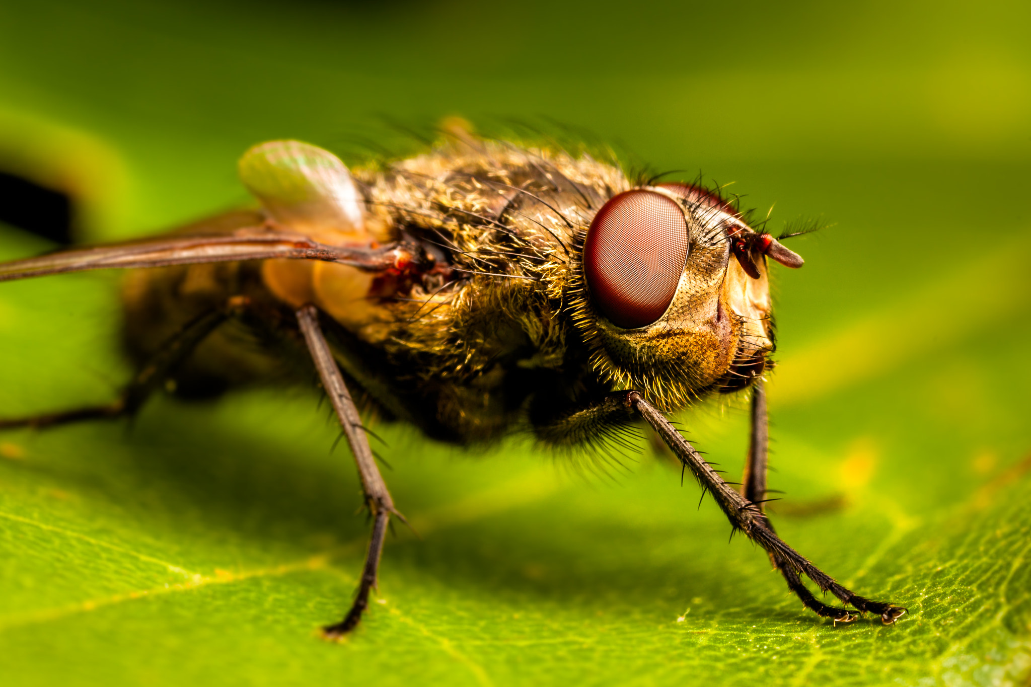 Fly macro