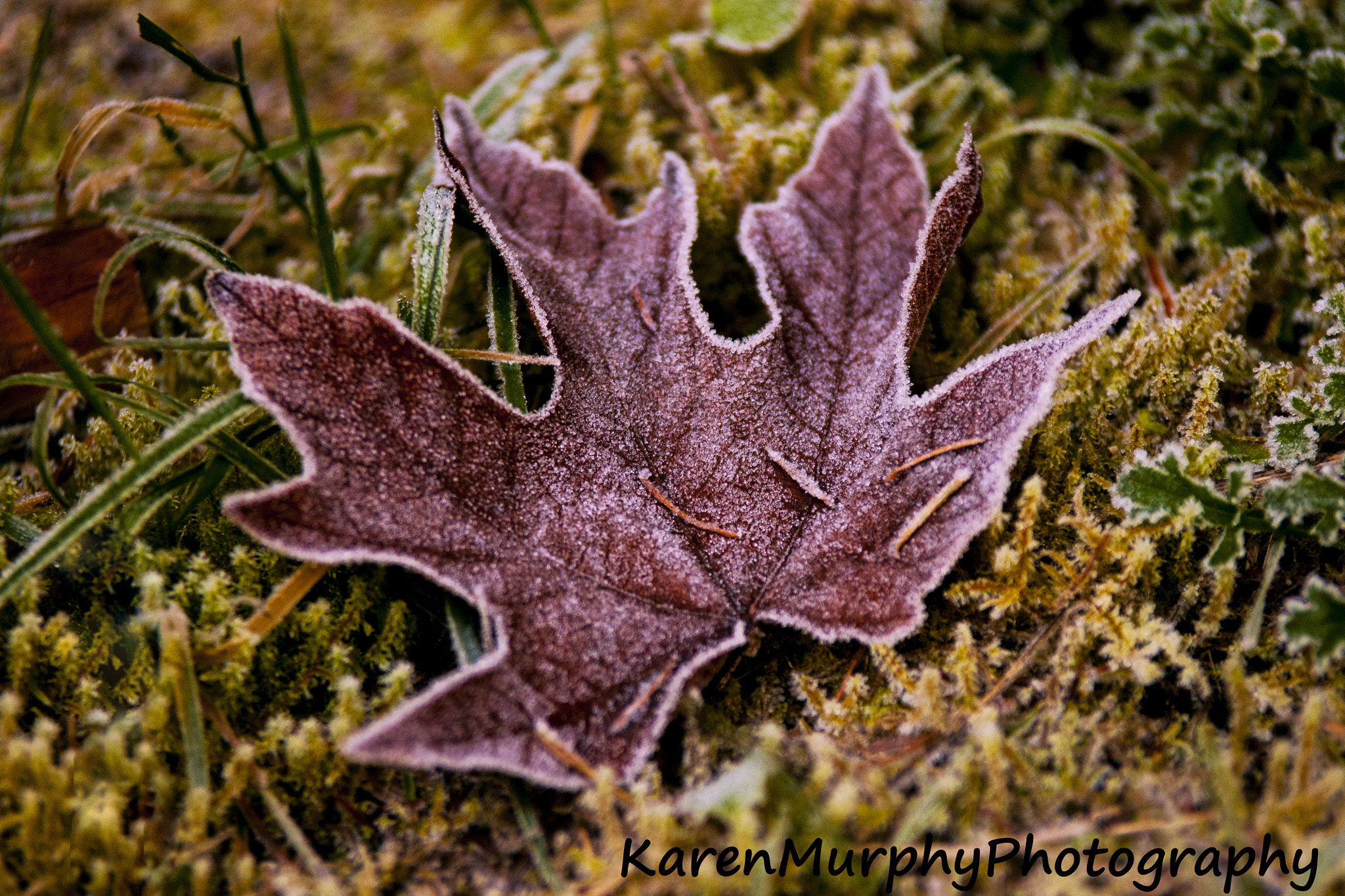 Sony Alpha DSLR-A700 + Tamron SP AF 70-200mm F2.8 Di LD (IF) MACRO sample photo. Frozen leaf photography
