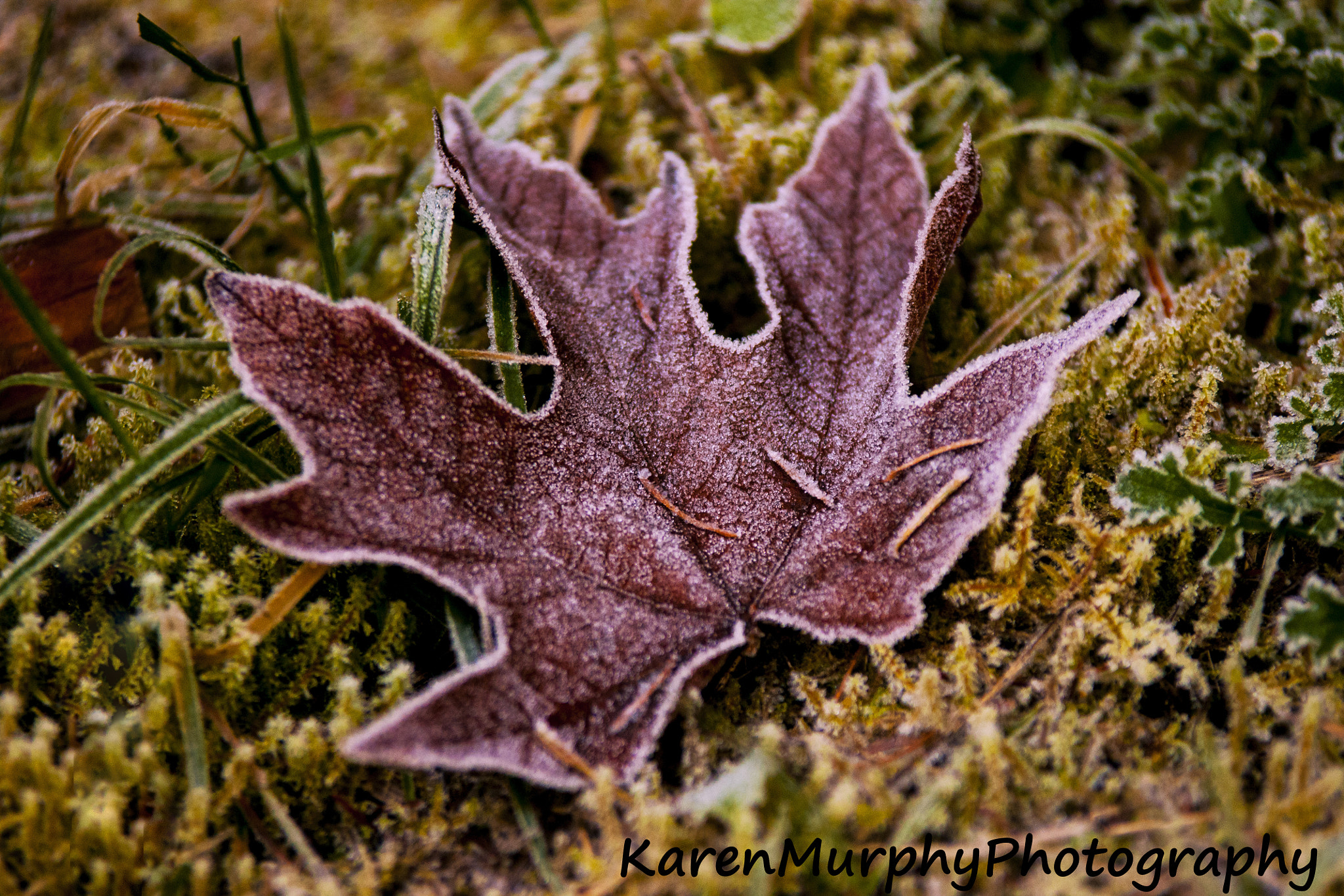 Sony Alpha DSLR-A700 sample photo. Frozen leaf photography