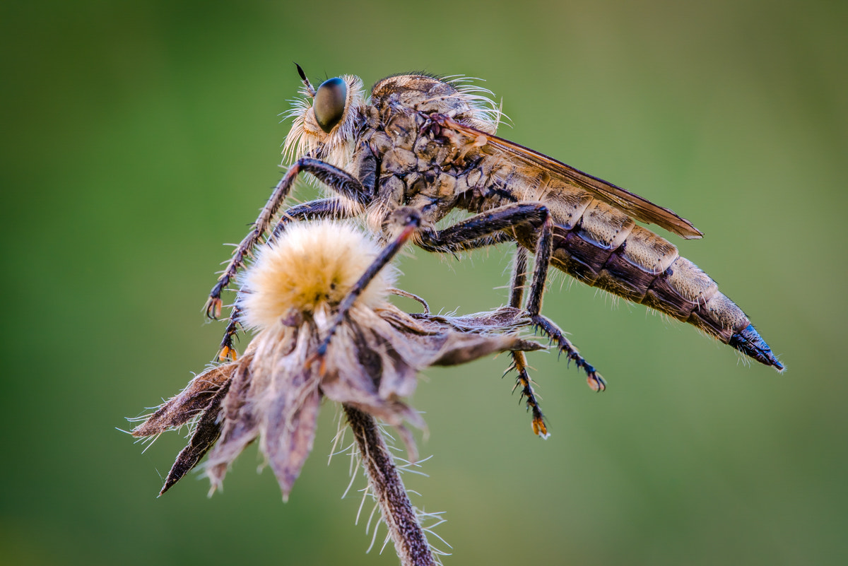 Sigma 150mm F2.8 EX DG OS Macro HSM sample photo. - machimus rusticus (f) - photography