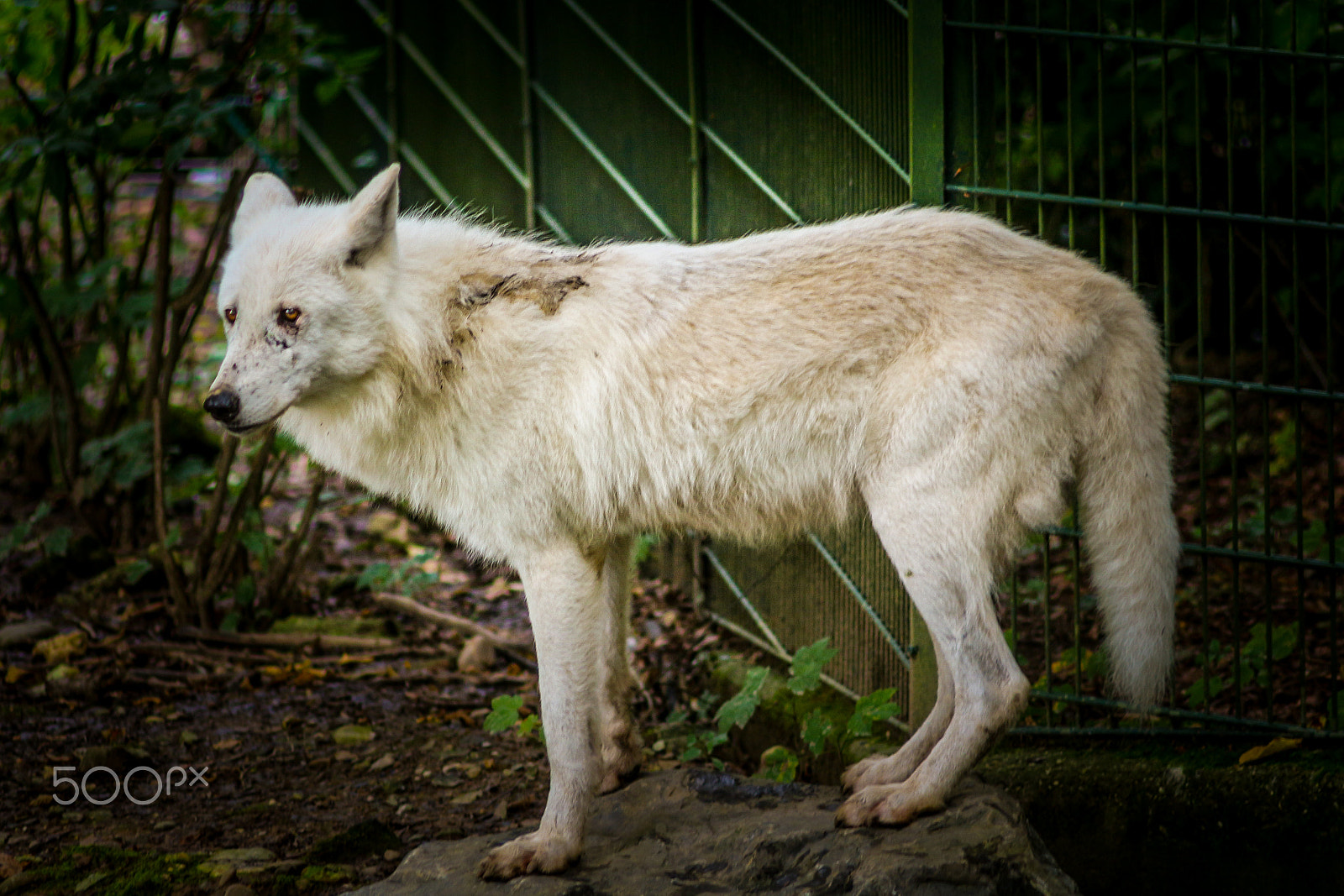 Canon EOS 700D (EOS Rebel T5i / EOS Kiss X7i) + Canon EF 70-210mm f/4 sample photo. White wolf in wuppertaler zoo photography