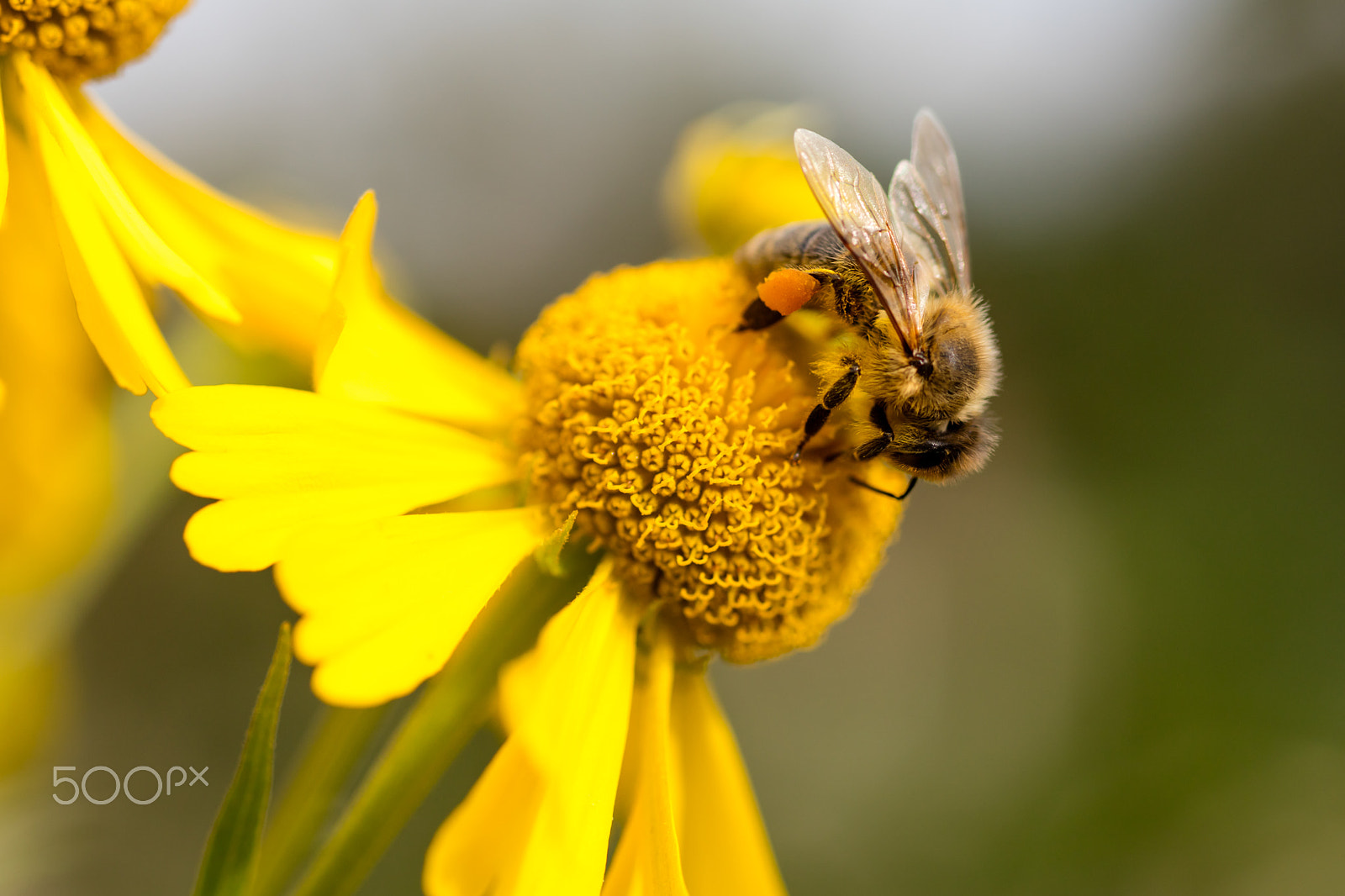 Sigma 50mm f/1.4 EX DG HSM + 1.4x sample photo. Biene im garten photography