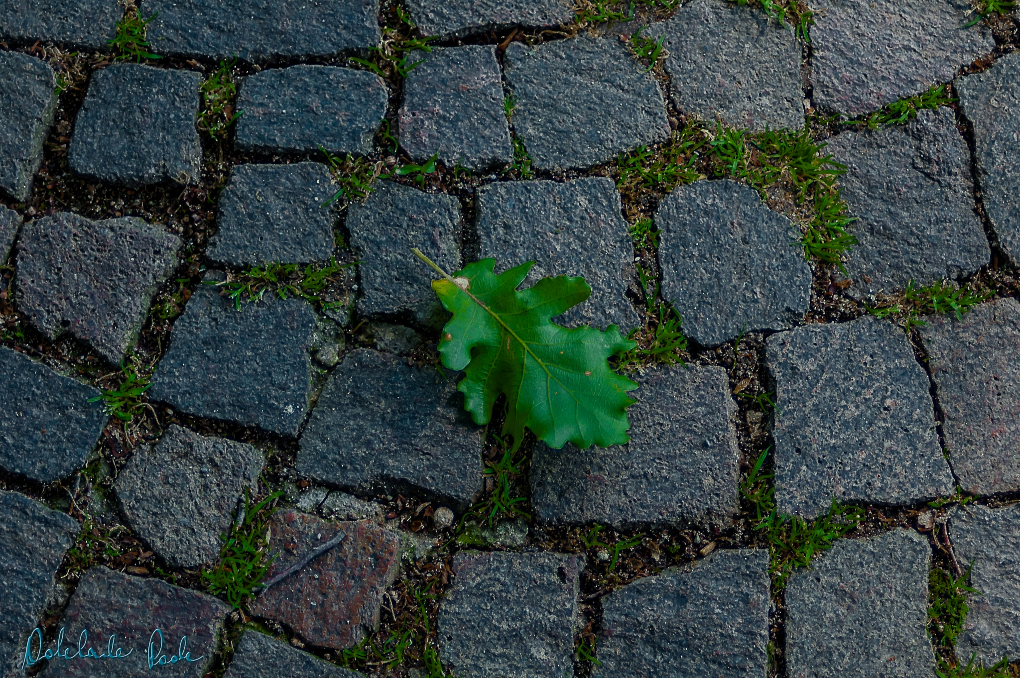 AF Zoom-Nikkor 35-70mm f/3.3-4.5 N sample photo. Leave on pavement  photography