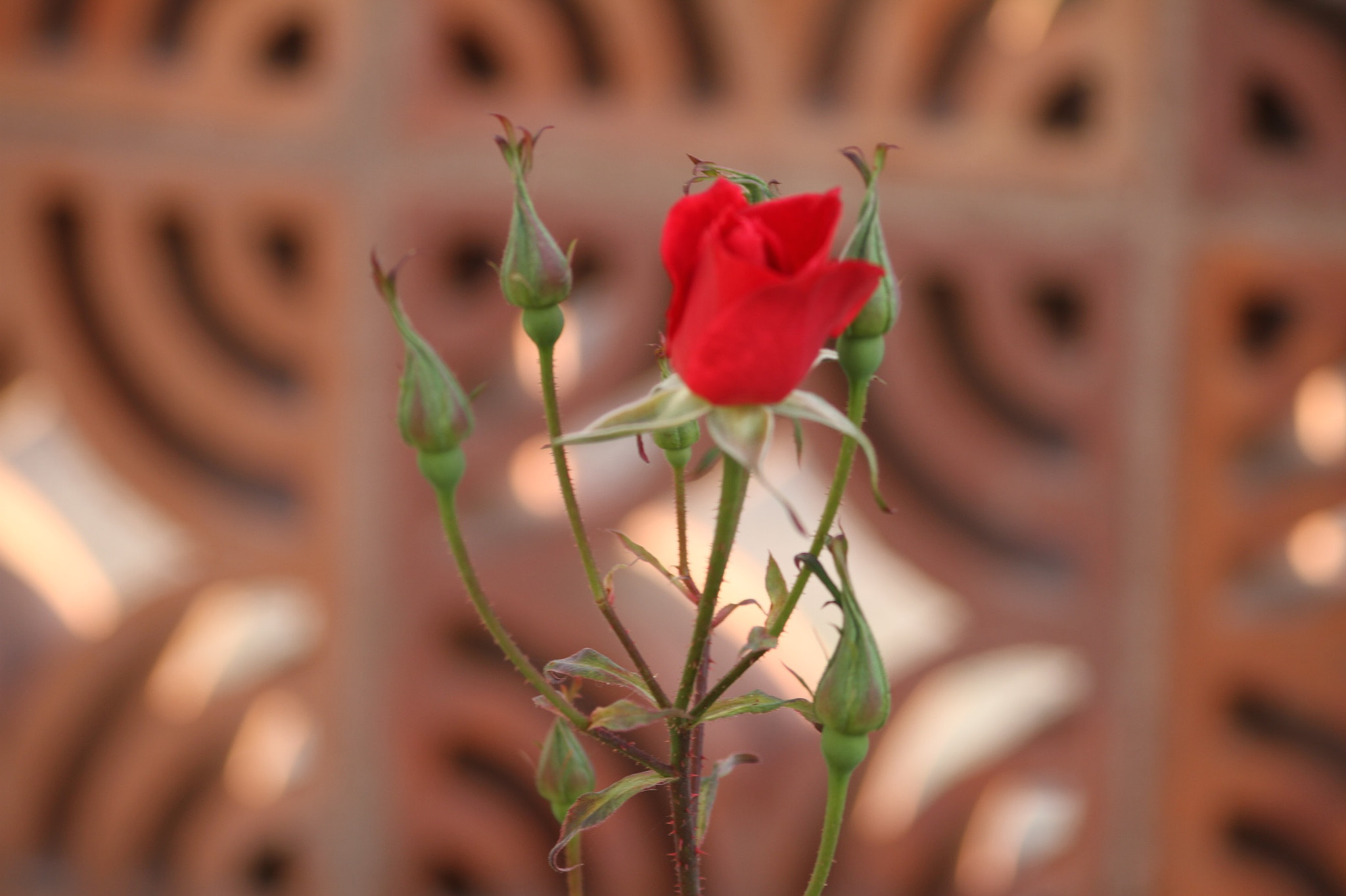 Sigma 50-200mm F4-5.6 DC OS HSM sample photo. Rosa photography