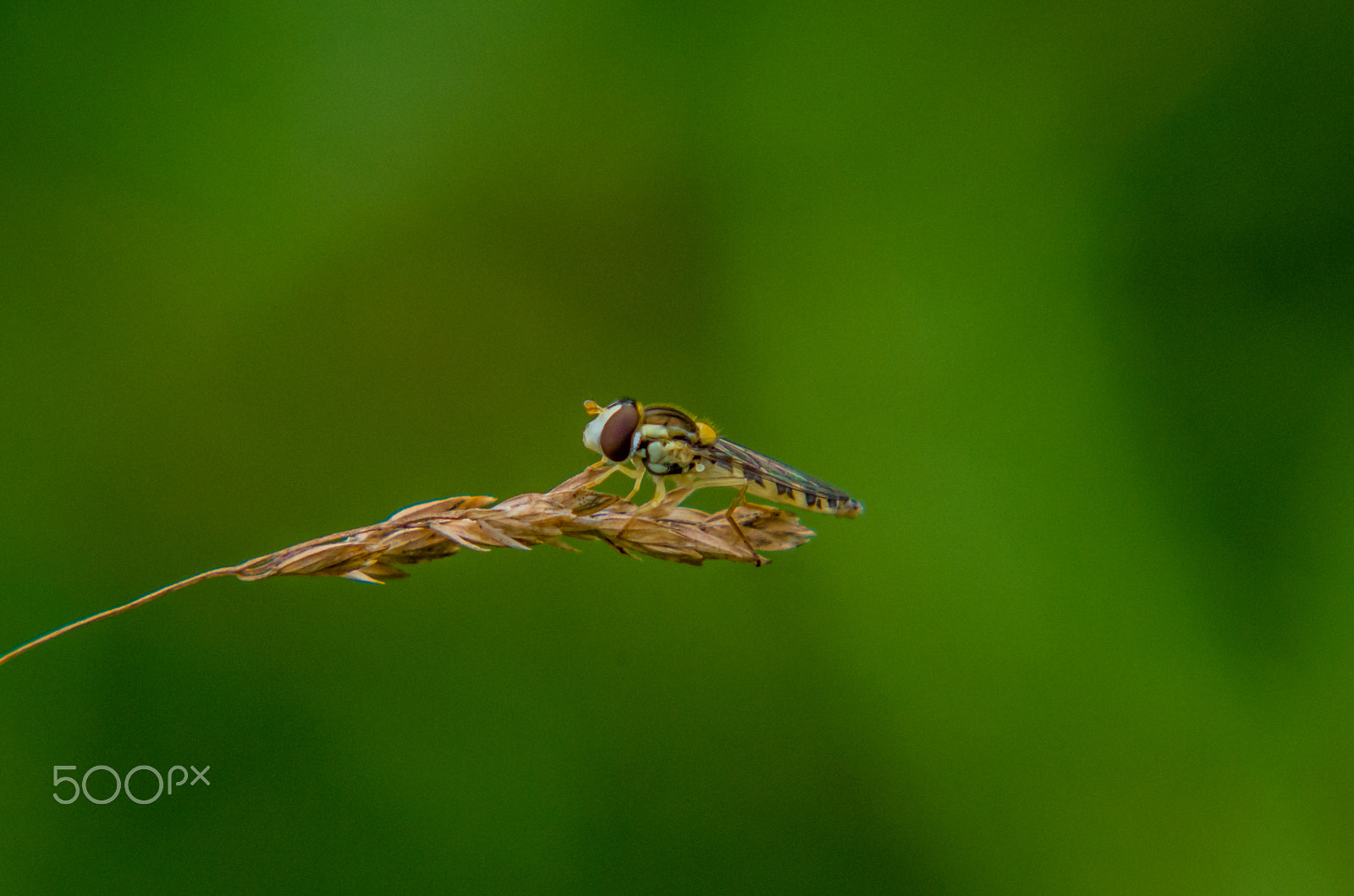 Pentax K-50 + Tamron AF 70-300mm F4-5.6 Di LD Macro sample photo. Flower fly  photography