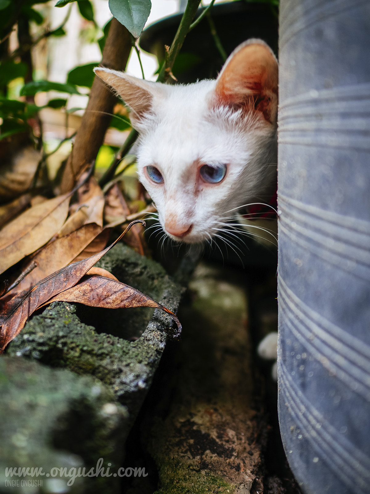 Olympus OM-D E-M10 II + LEICA DG SUMMILUX 15/F1.7 sample photo. Cat 131: hide and seek photography