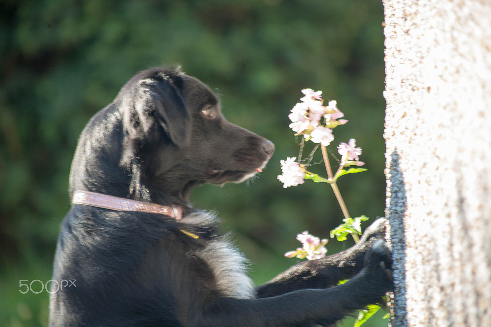 Canon EF 75-300mm f/4-5.6 USM sample photo. Cadi photography