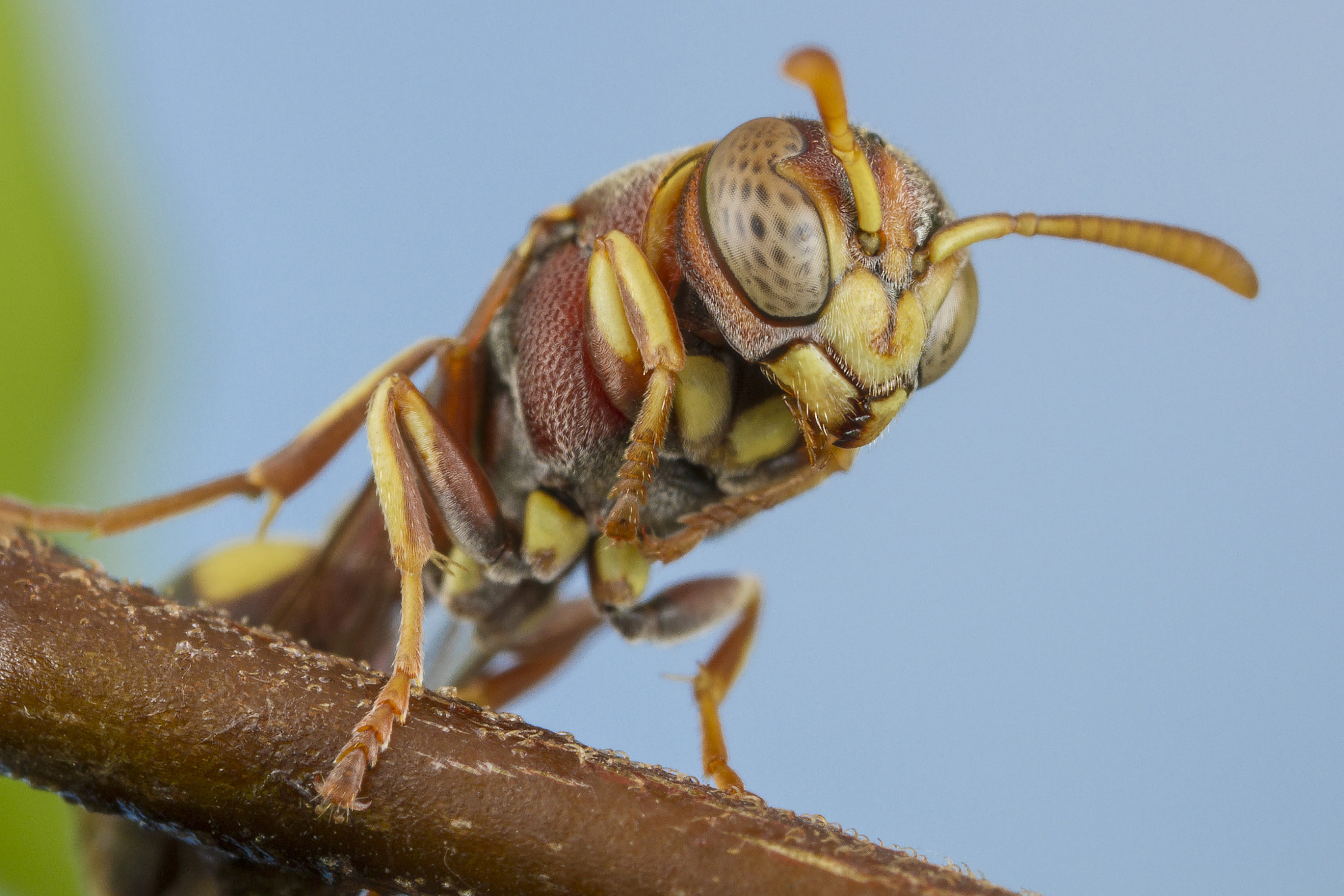 Canon MP-E 65mm F2.5 1-5x Macro Photo sample photo. Wasp photography