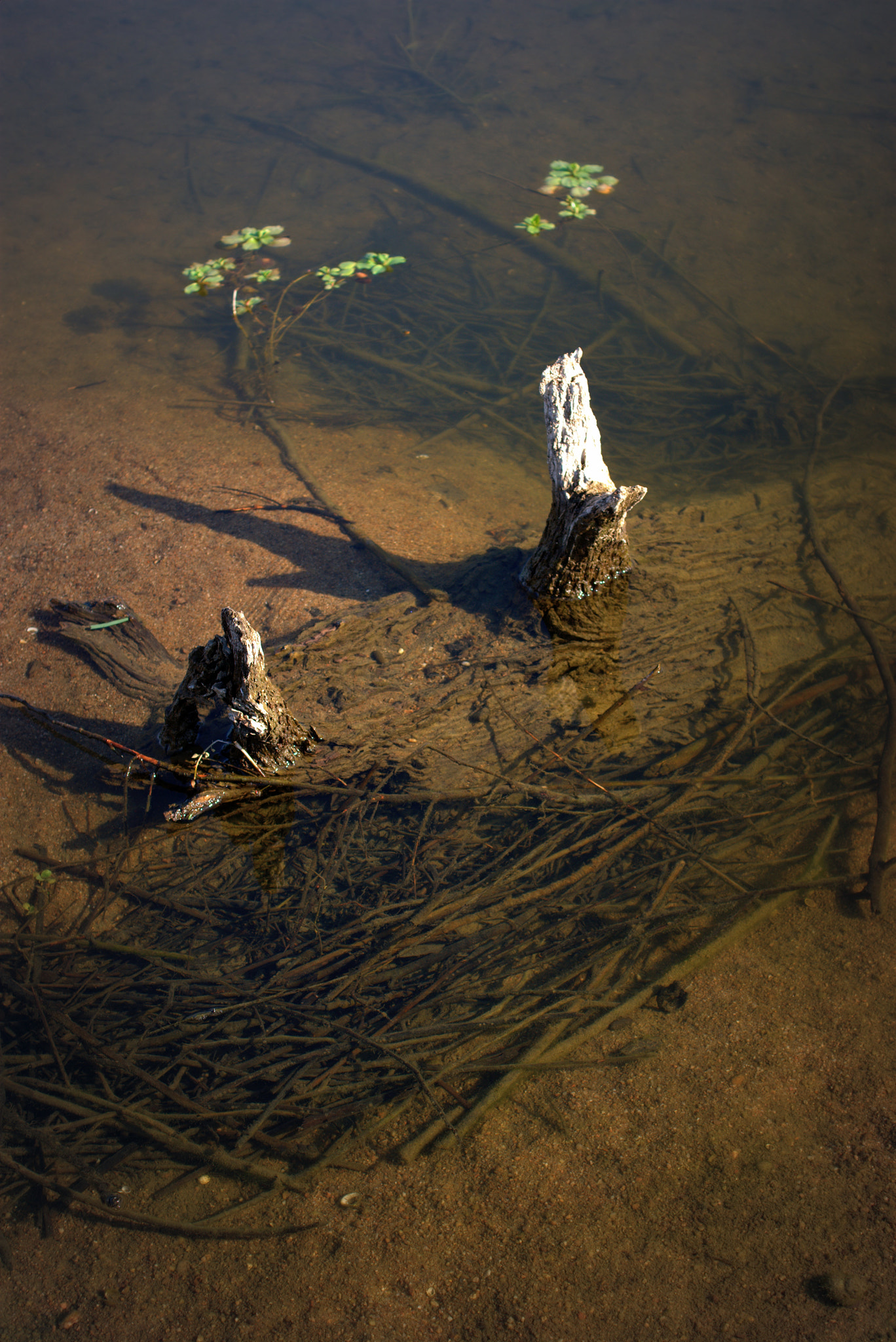 Sony Alpha DSLR-A290 + Sony DT 35mm F1.8 SAM sample photo. The loire river august photography