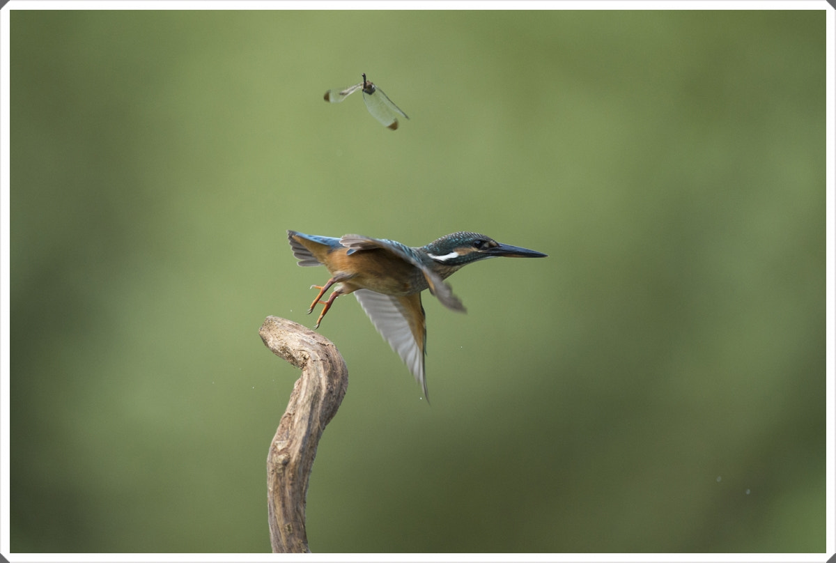 Nikon D4S + Nikon AF-S Nikkor 600mm F4G ED VR sample photo. Common kingfisher photography