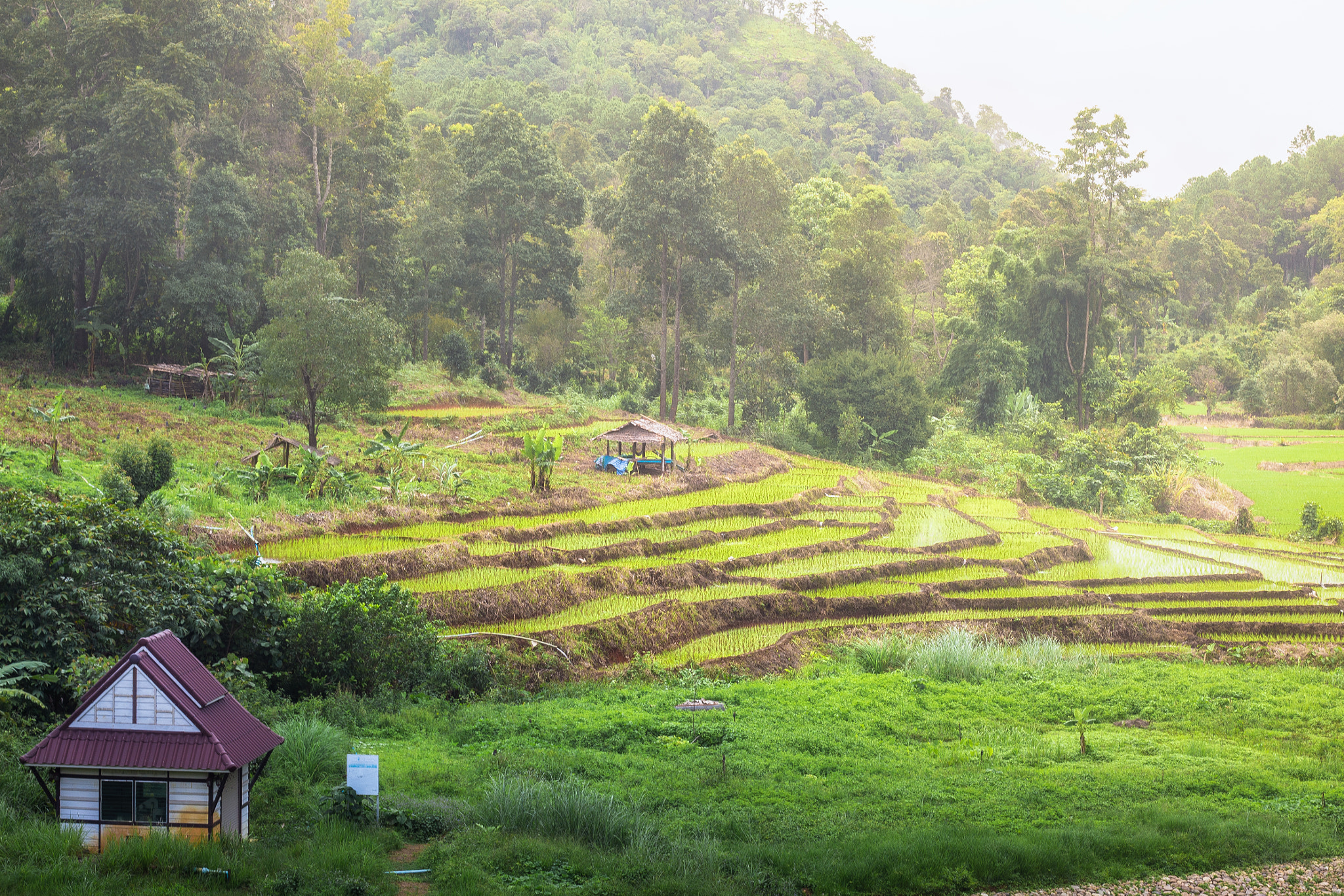 Canon EOS 700D (EOS Rebel T5i / EOS Kiss X7i) sample photo. Beginning of rainy season in northern thailand. photography