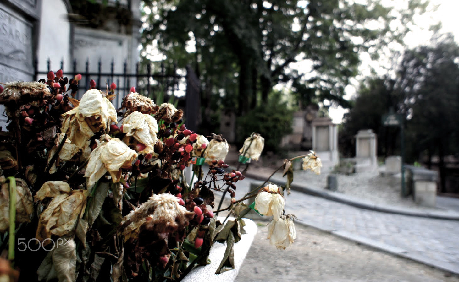 Sony Alpha NEX-5 + Sony E 16mm F2.8 sample photo. Wither photography
