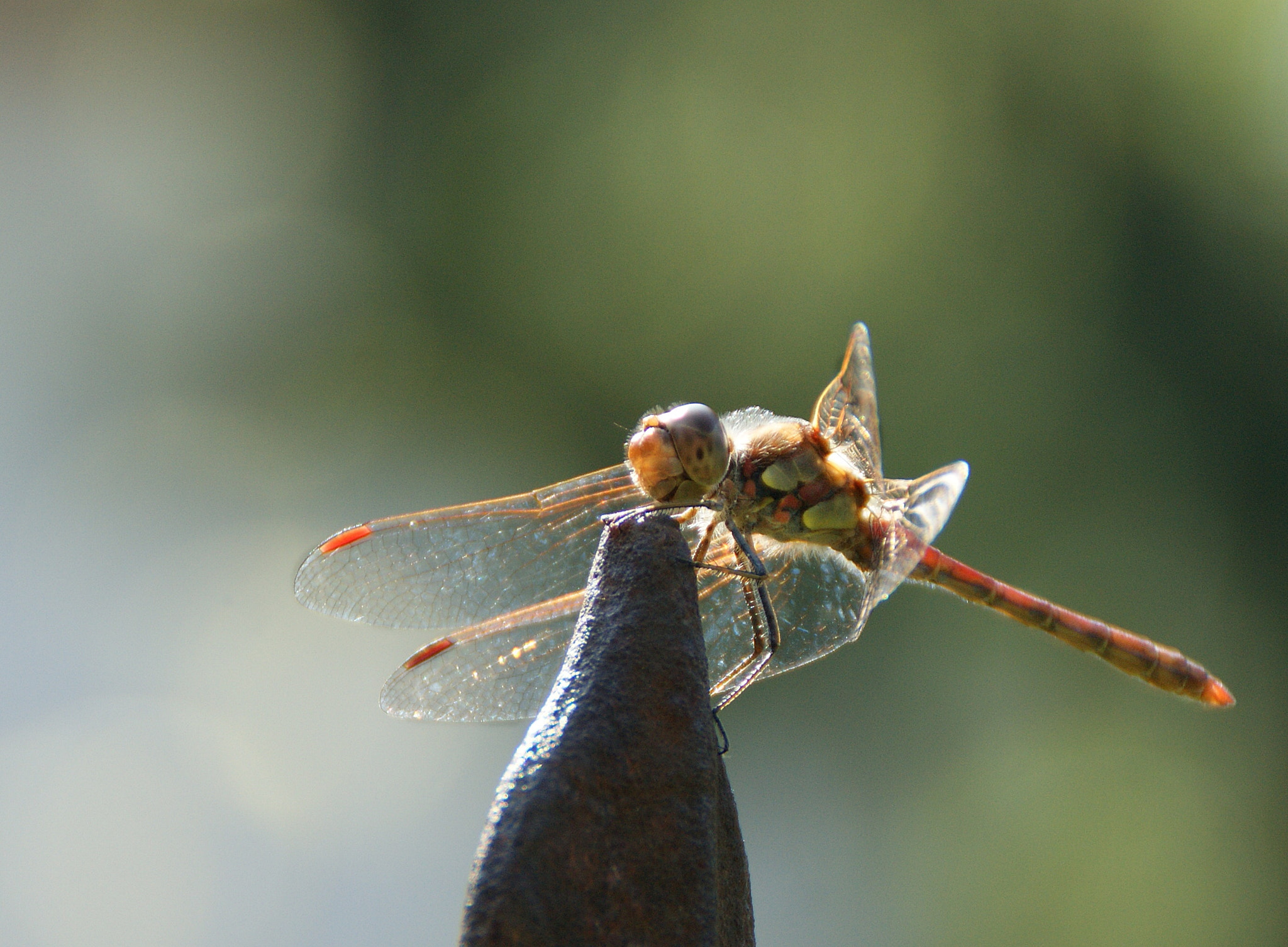 Sony Alpha DSLR-A290 sample photo. Am gartenteich photography