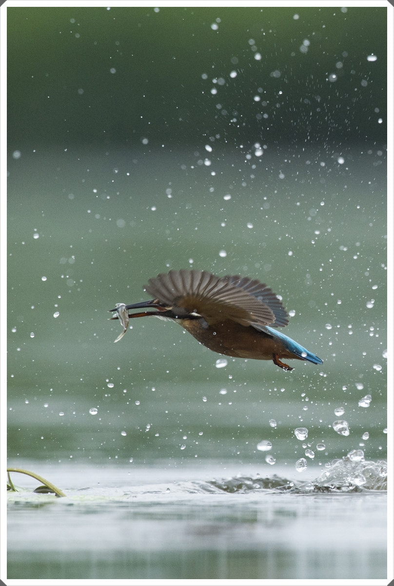 Nikon D4S + Nikon AF-S Nikkor 600mm F4G ED VR sample photo. Common kingfisher photography