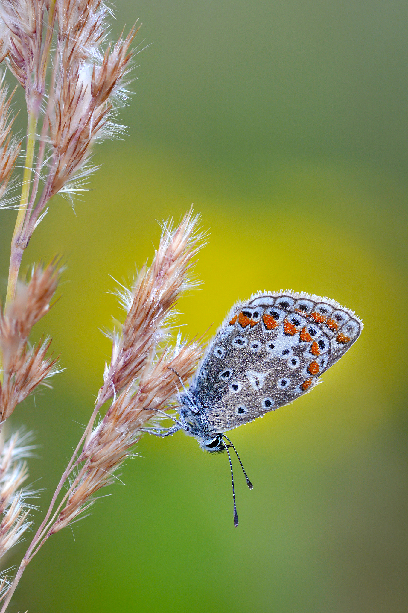 Sigma 150mm F2.8 EX DG Macro HSM sample photo. Common blue photography