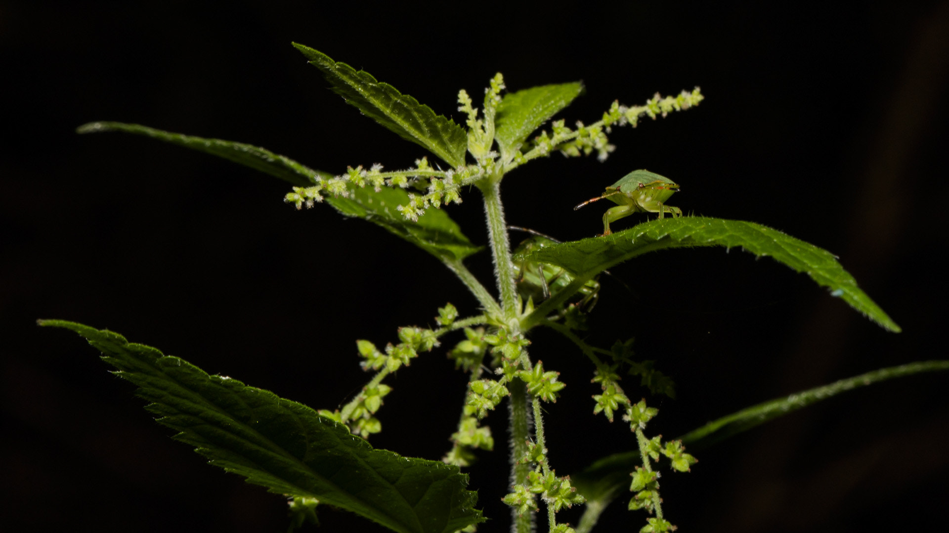 Canon EF 100mm F2.8L Macro IS USM sample photo. Nightshift photography