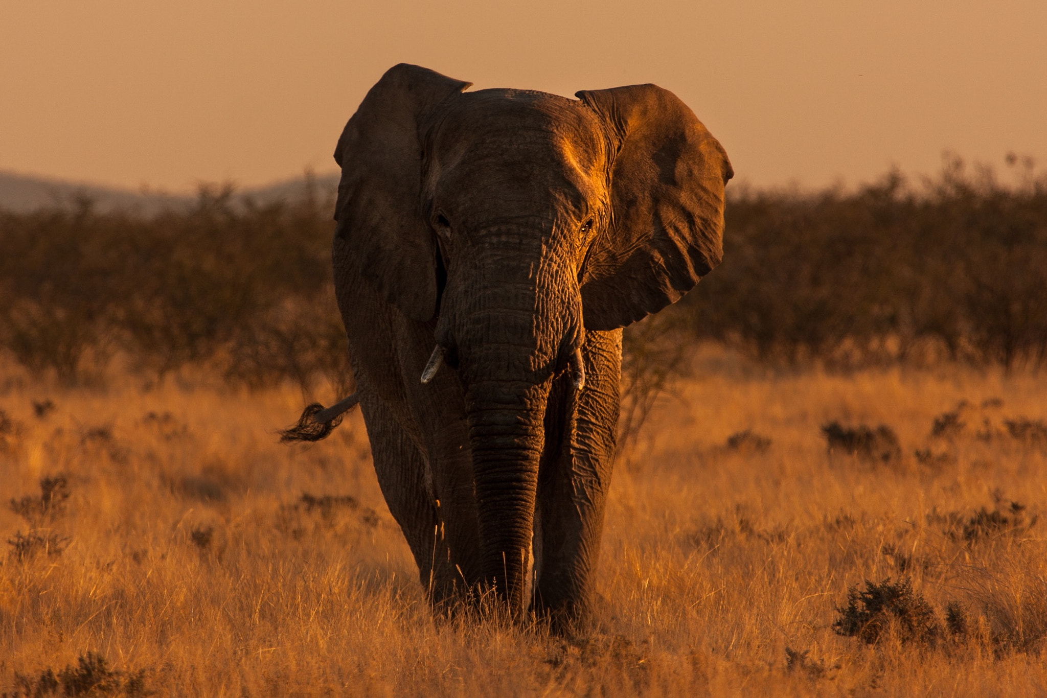 Canon EF 100-400mm F4.5-5.6L IS USM sample photo. Etosha bull at dusk photography