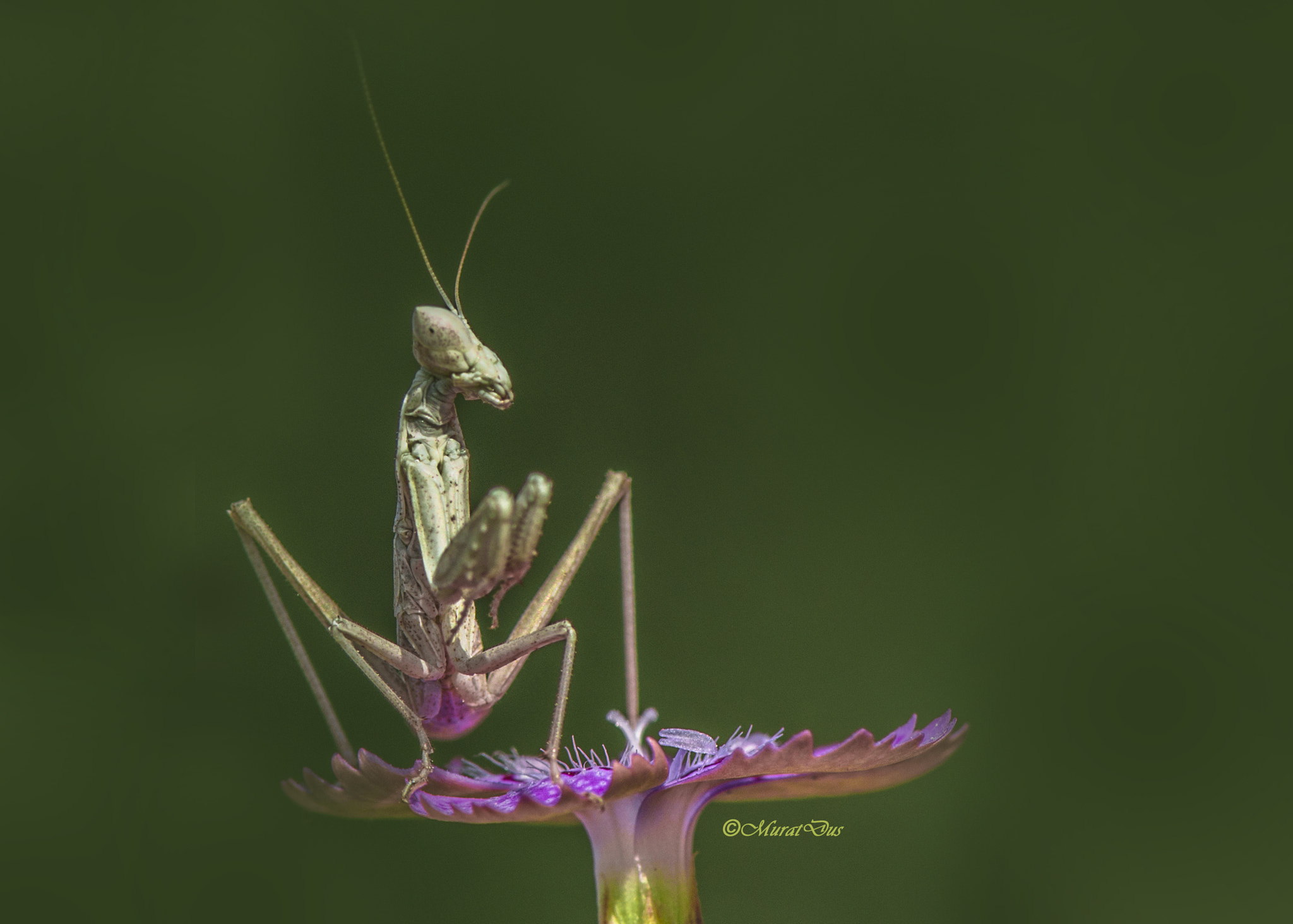 Nikon AF-S Micro-Nikkor 105mm F2.8G IF-ED VR sample photo. Mantis photography
