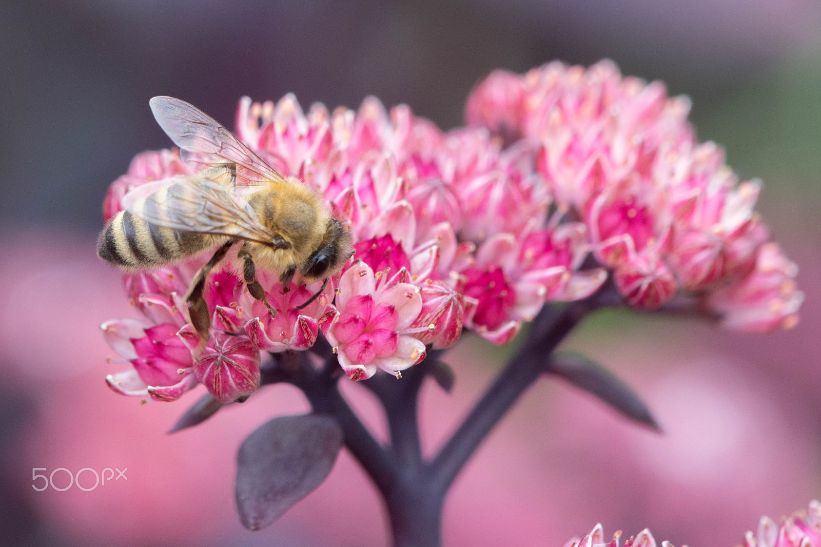 Nikon AF-S DX Micro-Nikkor 85mm F3.5G ED VR sample photo. Honeybee photography