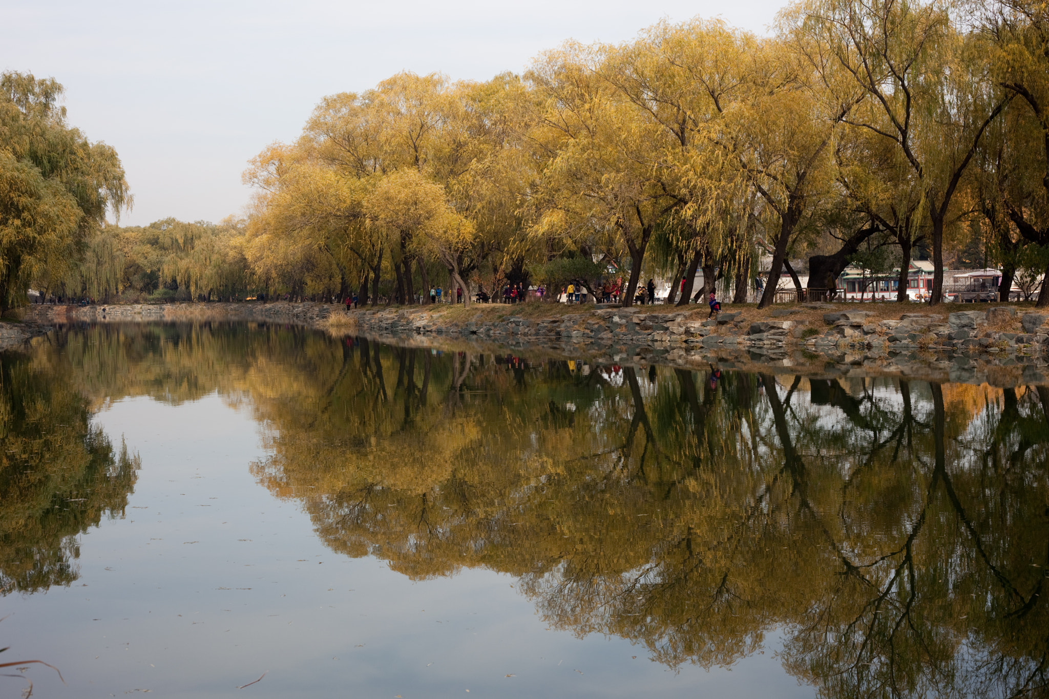 Canon EF 50mm F1.8 II sample photo. Autumn yellows photography