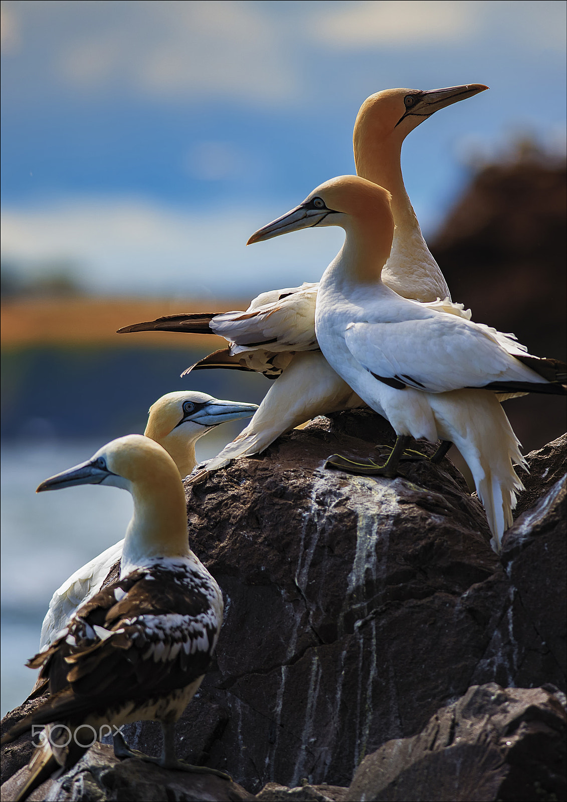 Nikon D810 + Nikon AF-S Nikkor 300mm F4D ED-IF sample photo. Gannets lounging in the sun, bass rock, scotland photography