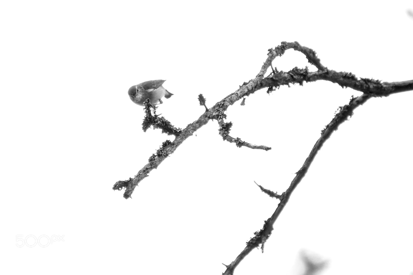 Tamron SP 35mm F1.8 Di VC USD sample photo. Willow warbler photography