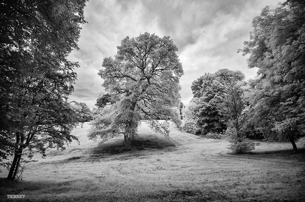 Nikon D70 sample photo. Parkland photography