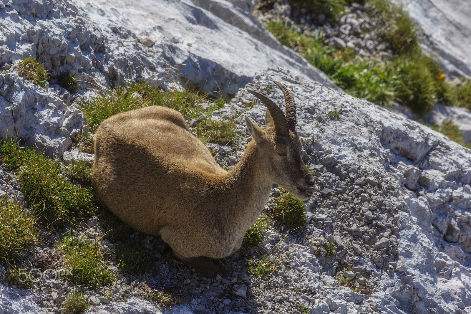Canon EF 100-400mm F4.5-5.6L IS USM sample photo. *young capricorn photography