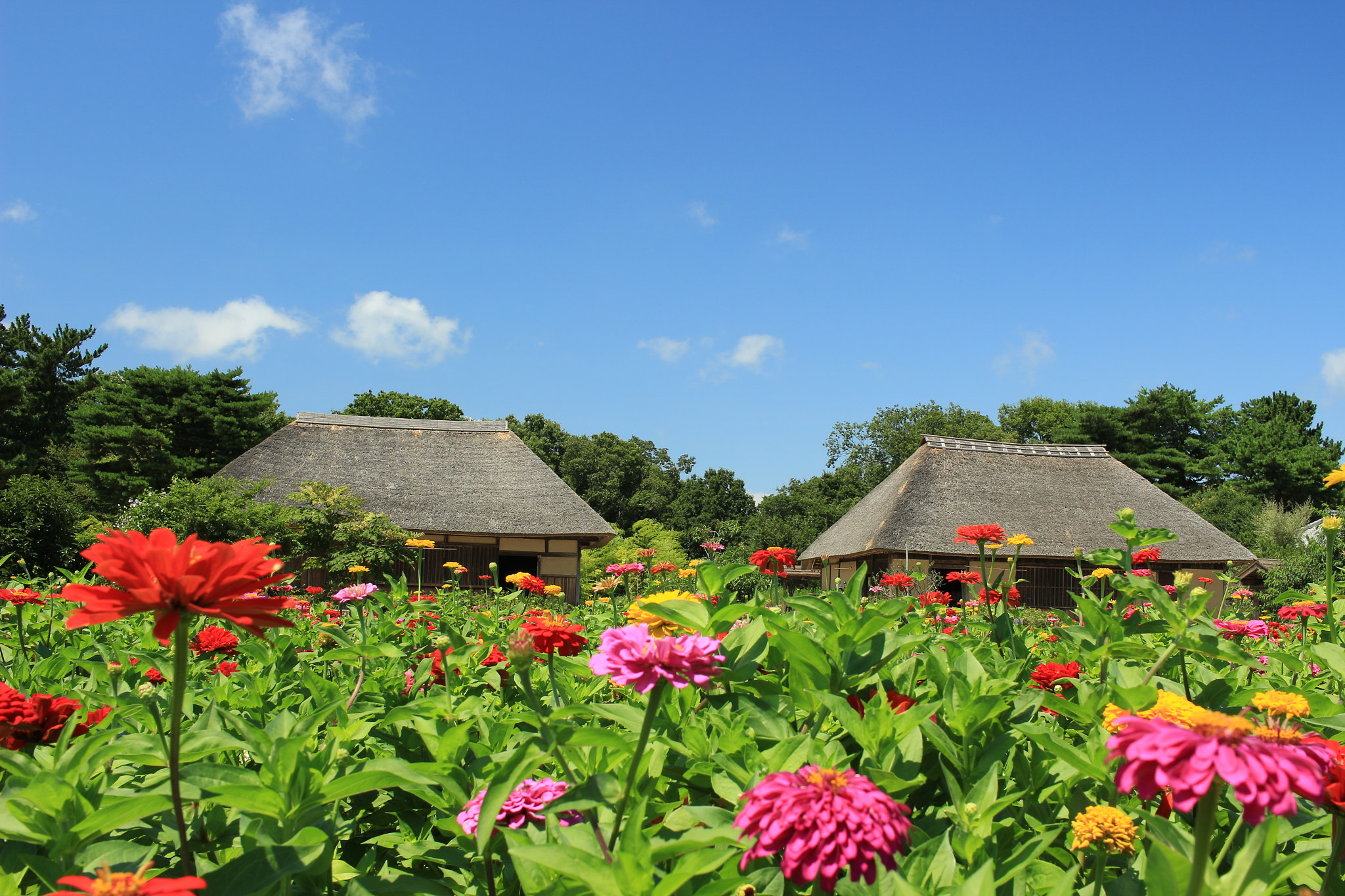 Canon EOS 100D (EOS Rebel SL1 / EOS Kiss X7) sample photo. Zinnia  &  old folk house photography