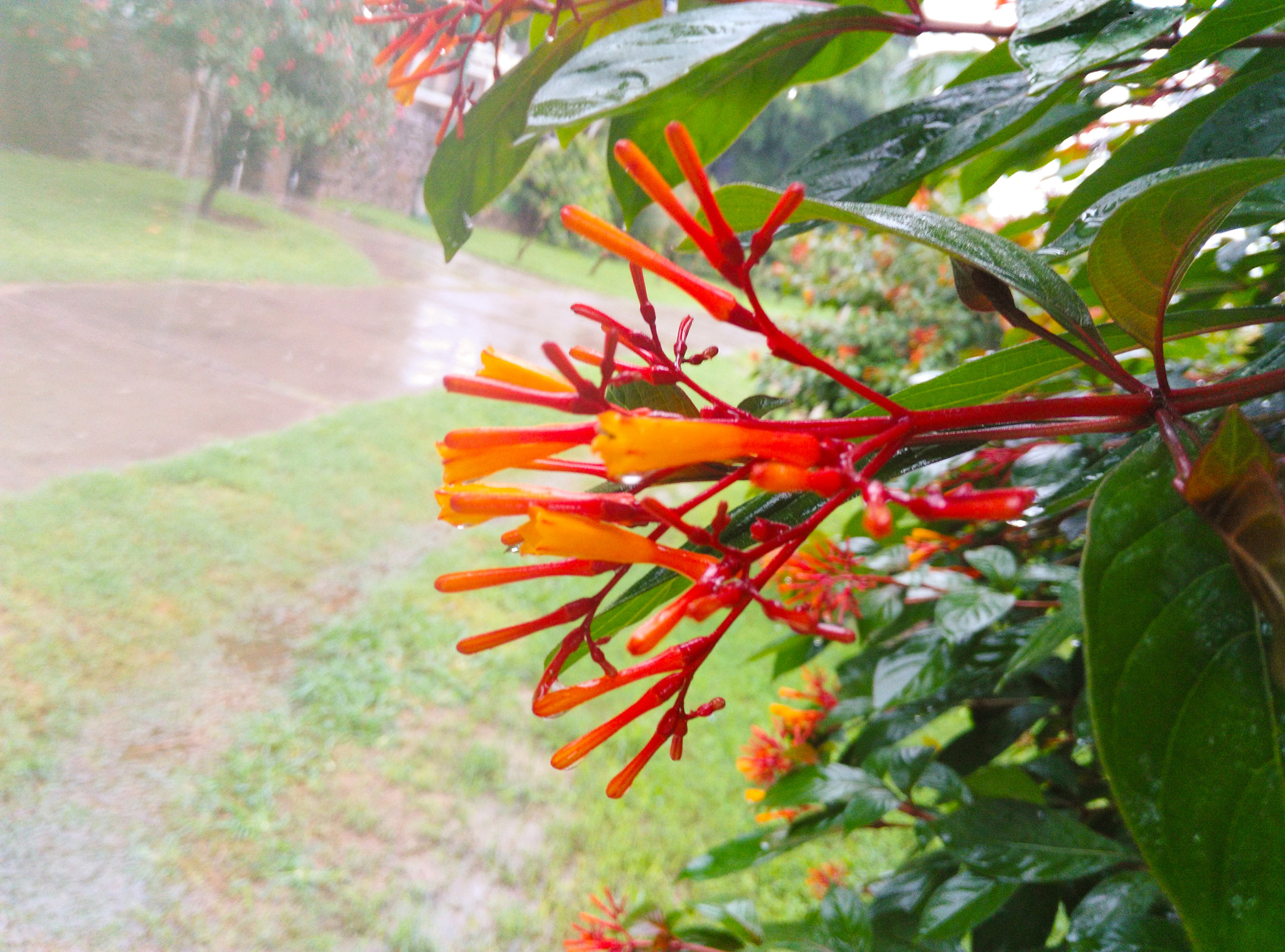 HUAWEI Che1-L04 sample photo. Flower in rain photography