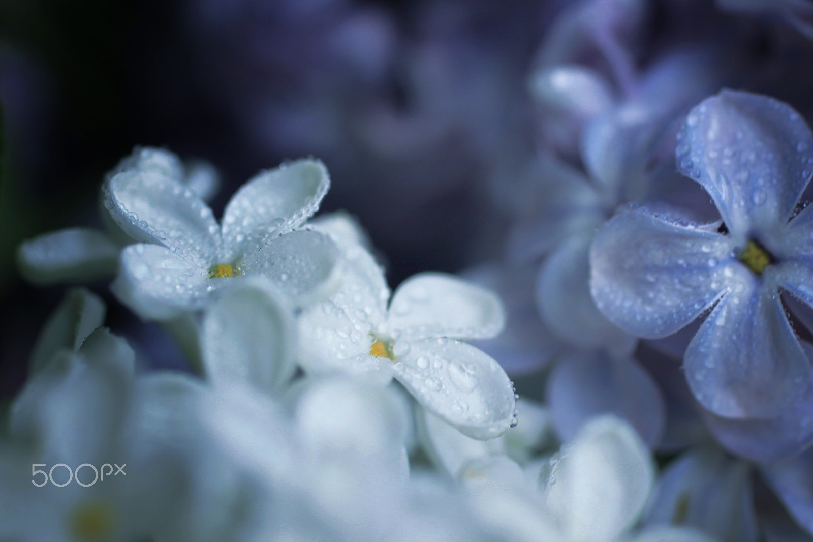 Canon EOS 500D (EOS Rebel T1i / EOS Kiss X3) + Canon EF 50mm F2.5 Macro sample photo. Lilac photography