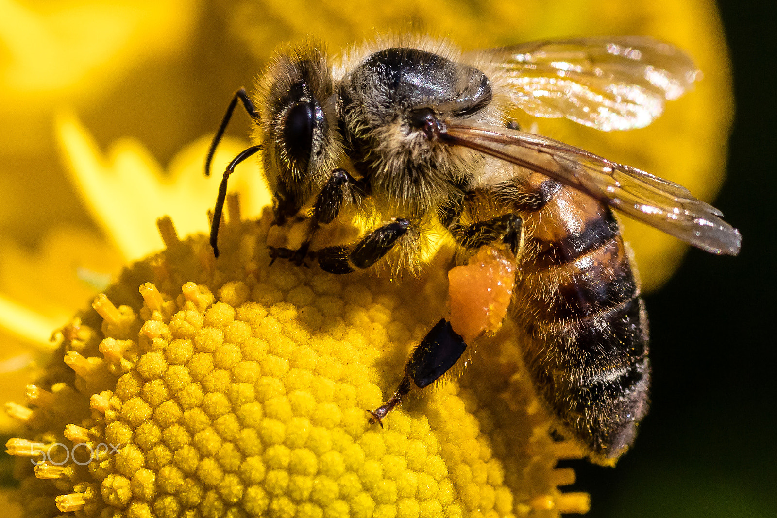 Sigma 50mm f/1.4 EX DG HSM + 1.4x sample photo. Bee at work photography