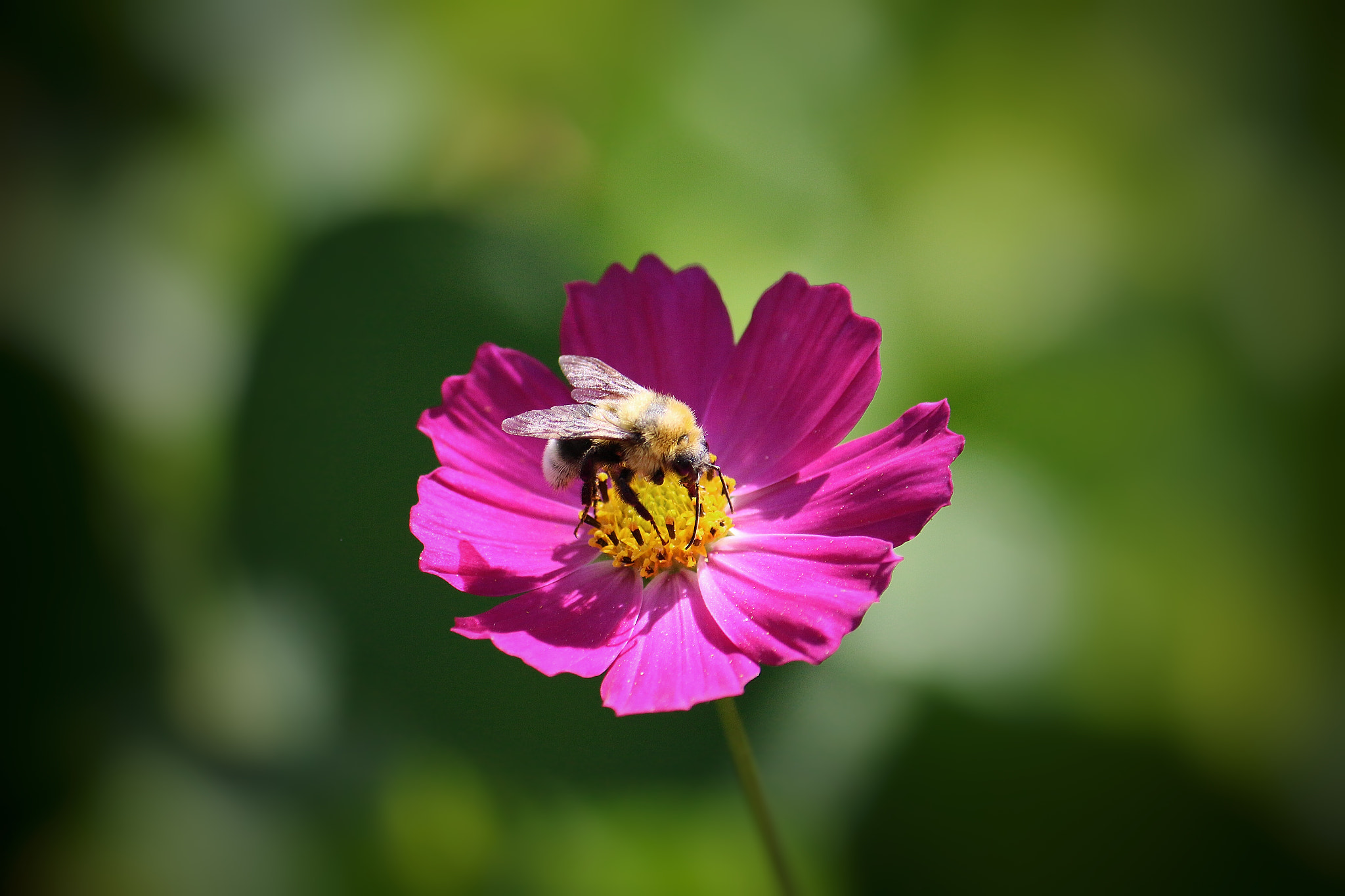 Canon EF-S 55-250mm F4-5.6 IS sample photo. Cosmos visitor photography
