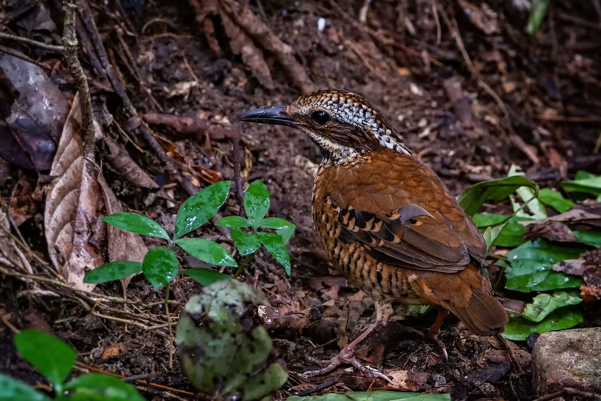 Sony ILCA-77M2 + Sony 70-400mm F4-5.6 G SSM II sample photo. Eared pitta (female) photography