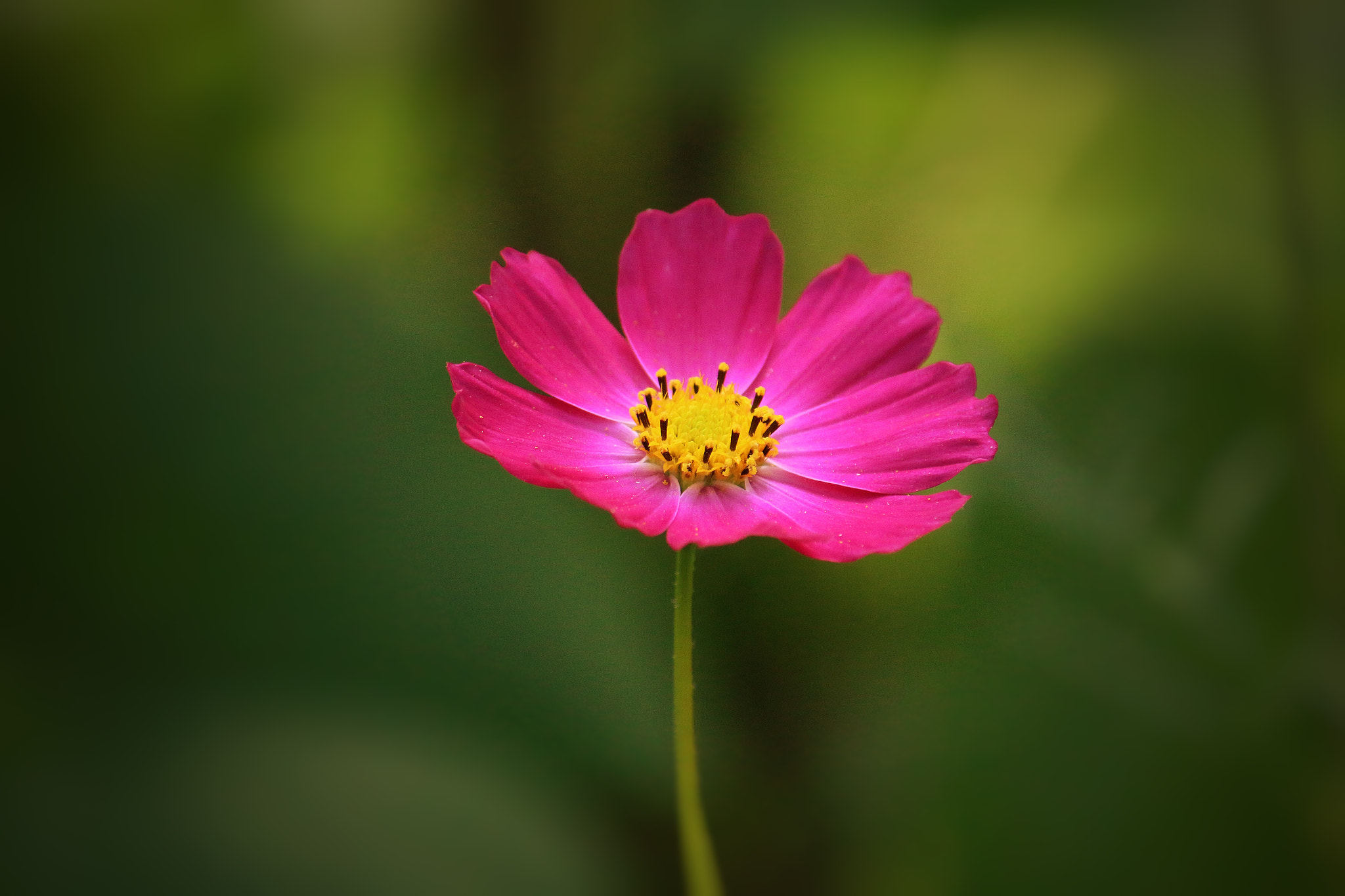 Canon EF-S 55-250mm F4-5.6 IS sample photo. Alone photography
