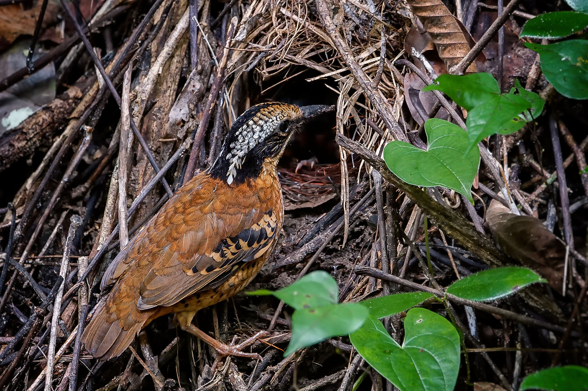 Sony ILCA-77M2 + Sony 70-400mm F4-5.6 G SSM II sample photo. Eared pitta (male) photography