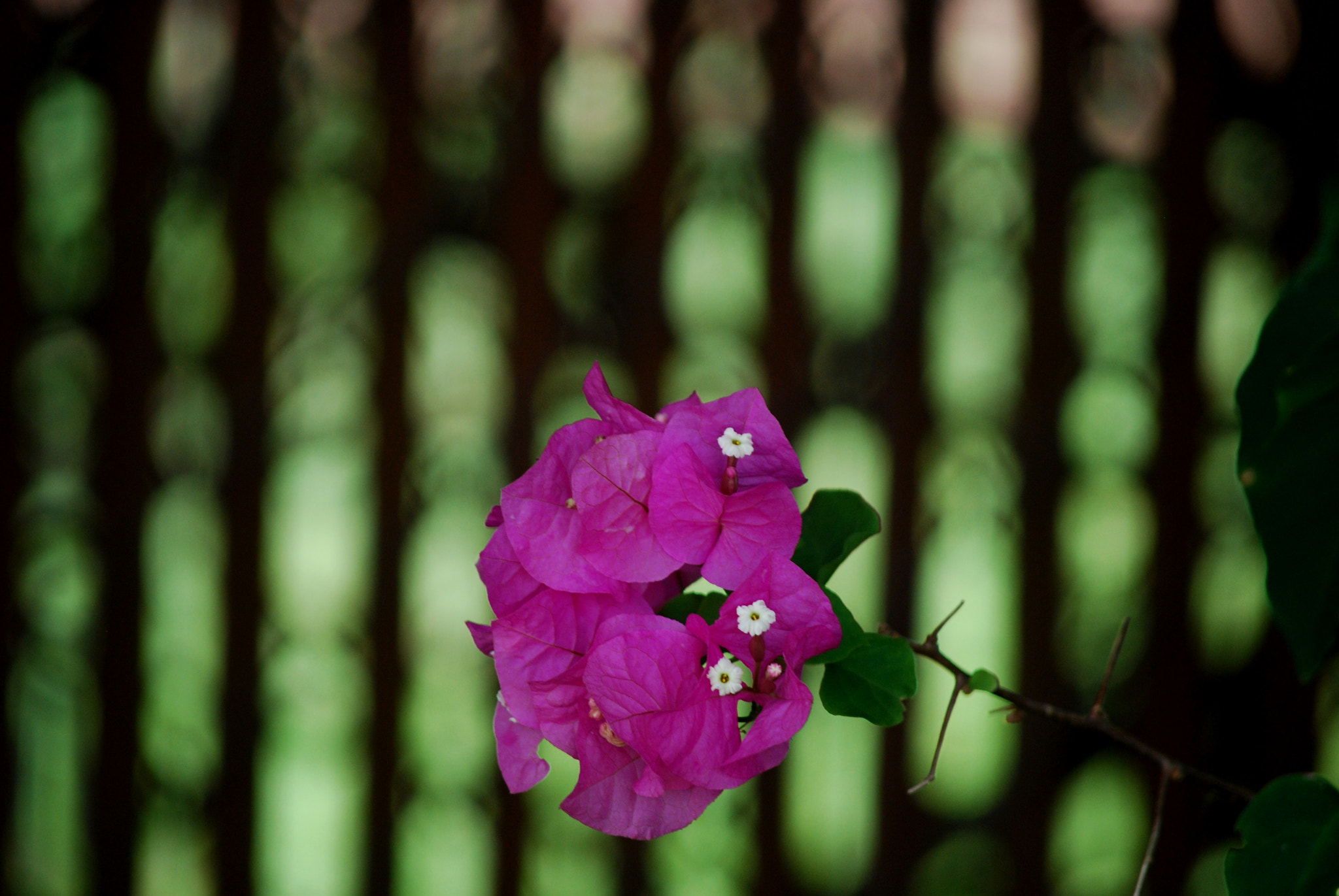 Nikon D60 sample photo. Vanity of vanities! photography
