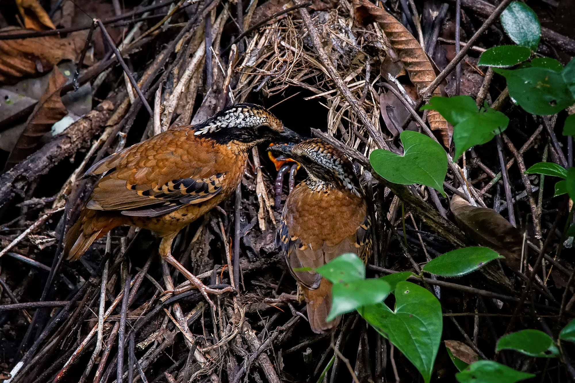 Sony a7 II + Tamron SP 150-600mm F5-6.3 Di VC USD sample photo. Eared pitta (male & female feeding chicks) photography