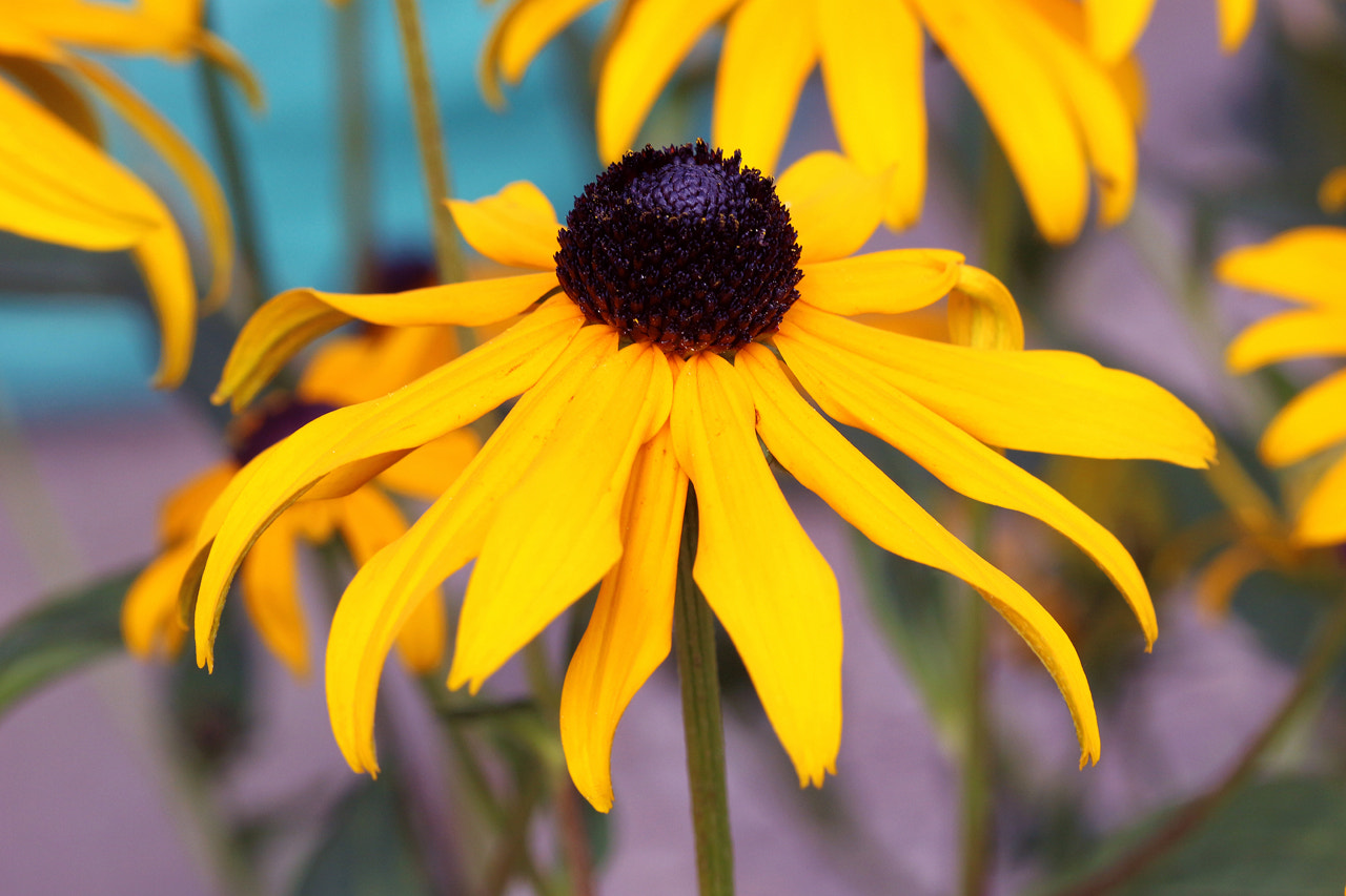 Canon EF 100mm F2.8 Macro USM sample photo. Coneflower photography
