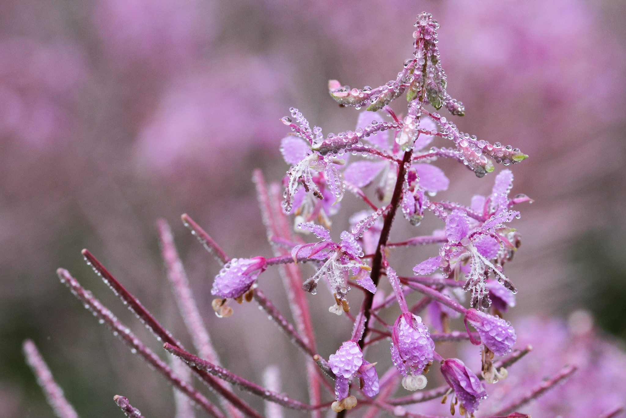 Canon EOS 60D + Sigma 105mm F2.8 EX DG Macro sample photo. A magical moment - un moment magique photography