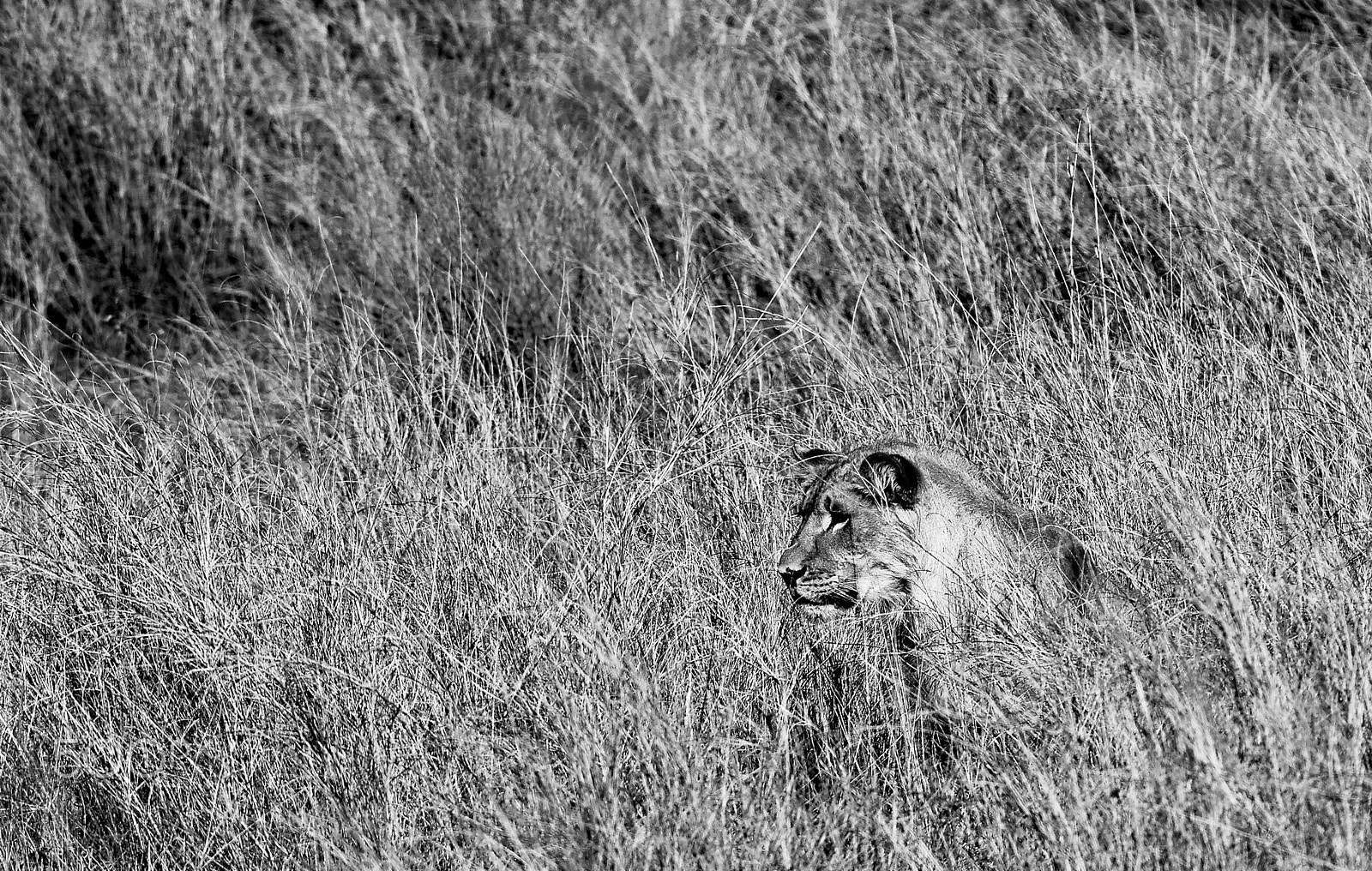 Nikon AF-S Nikkor 200-400mm F4G ED-IF VR sample photo. Catcher in the grass photography