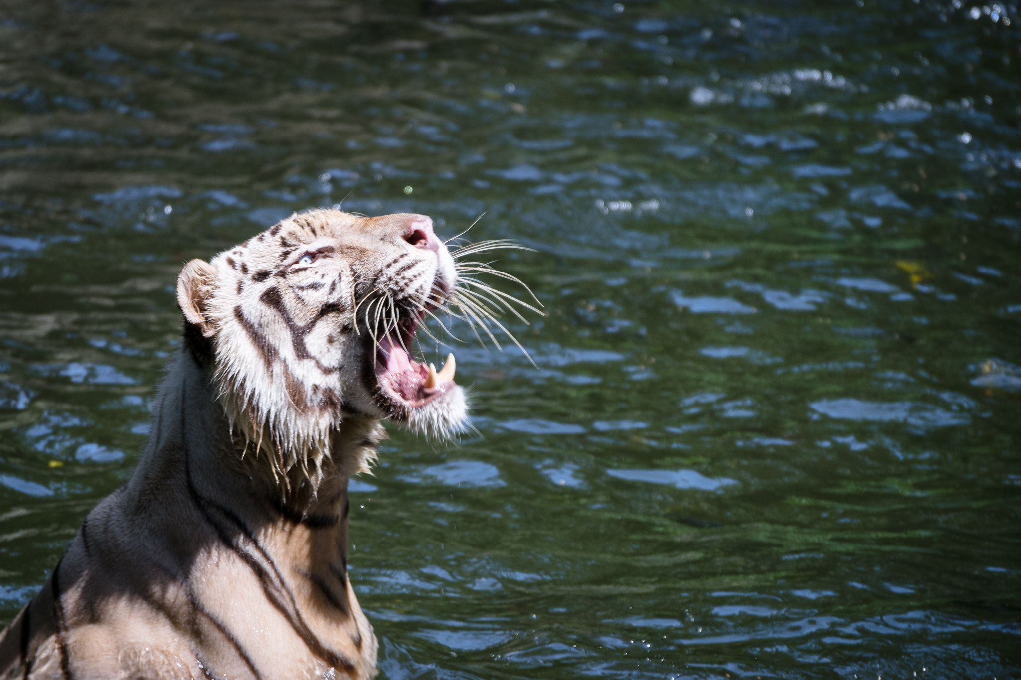 Sony 70-300mm F4.5-5.6 G SSM sample photo. The water hunter #2 photography
