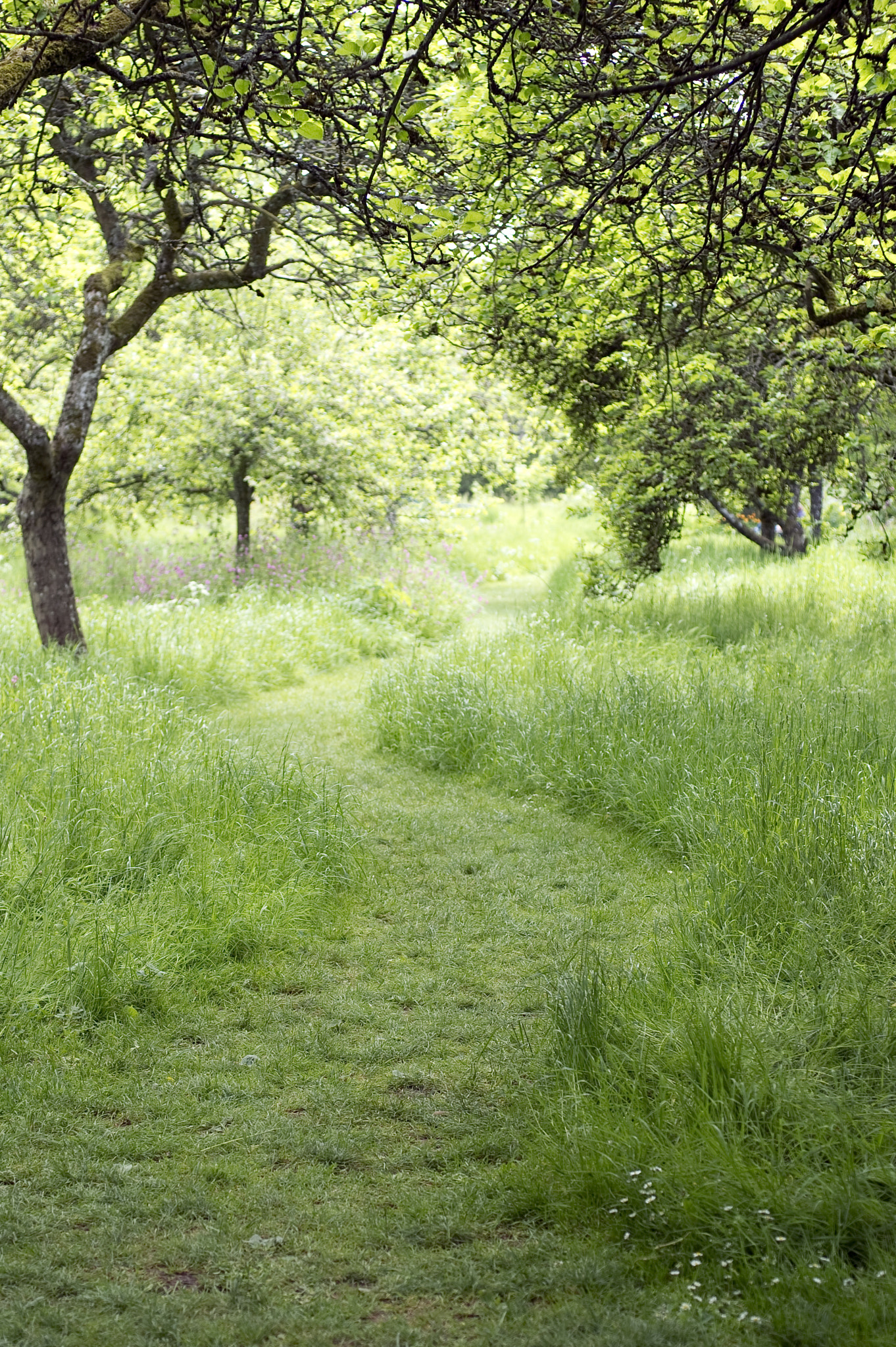 Nikkor 500mm f/4 P ED IF sample photo. Woodland path photography