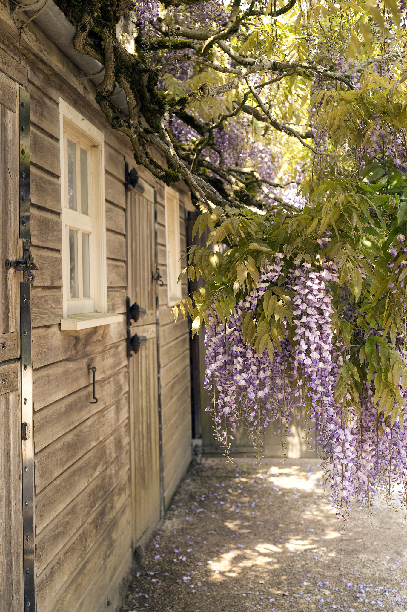 Nikon D4S + Sigma 50mm F1.4 DG HSM Art sample photo. Wisteria & shed photography