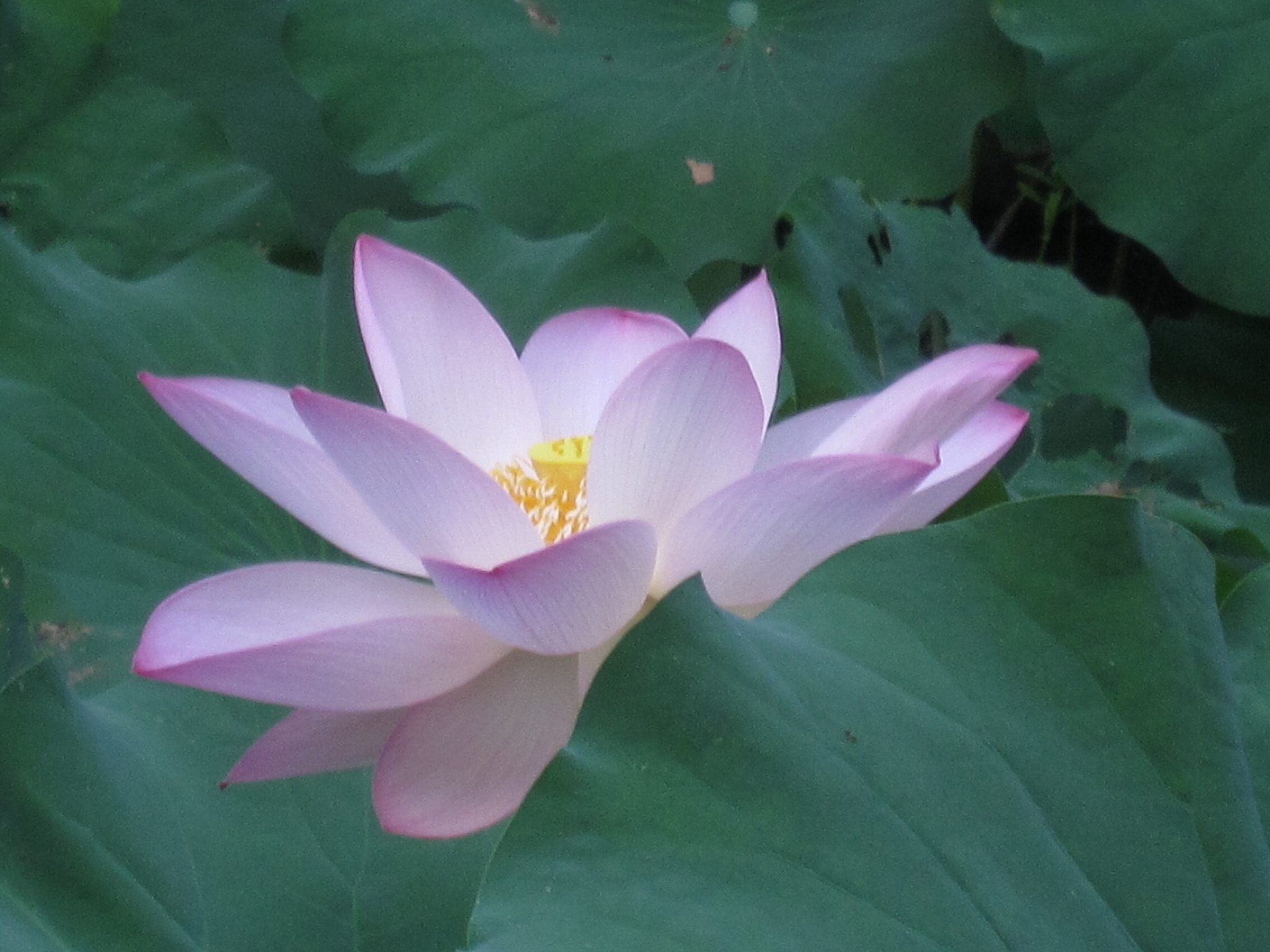 Canon PowerShot SD880 IS (Digital IXUS 870 IS / IXY Digital 920 IS) sample photo. Lotus 荷花 photography