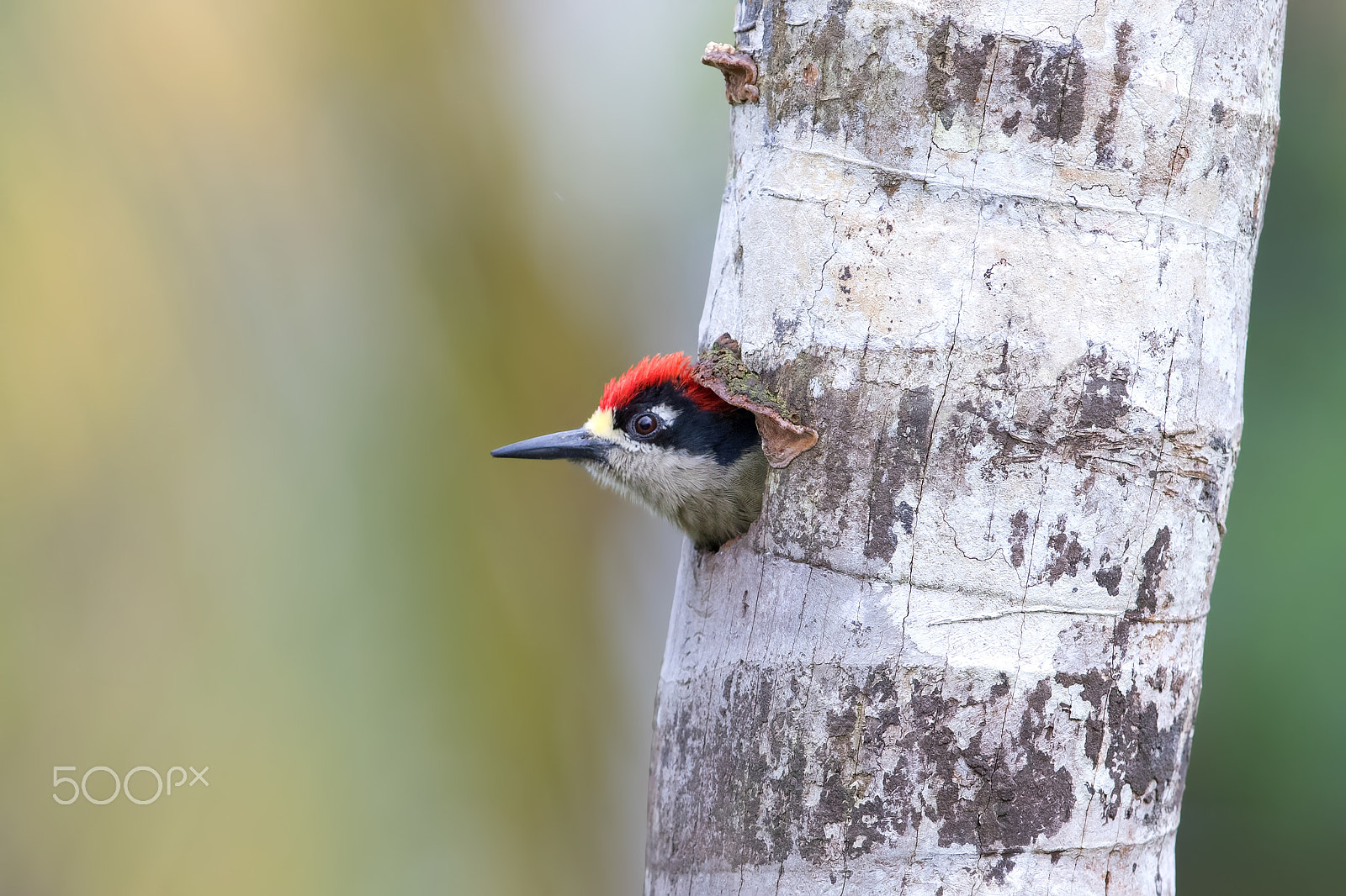 Canon EF 300mm F2.8L IS II USM sample photo. Black cheeked woodpecker photography