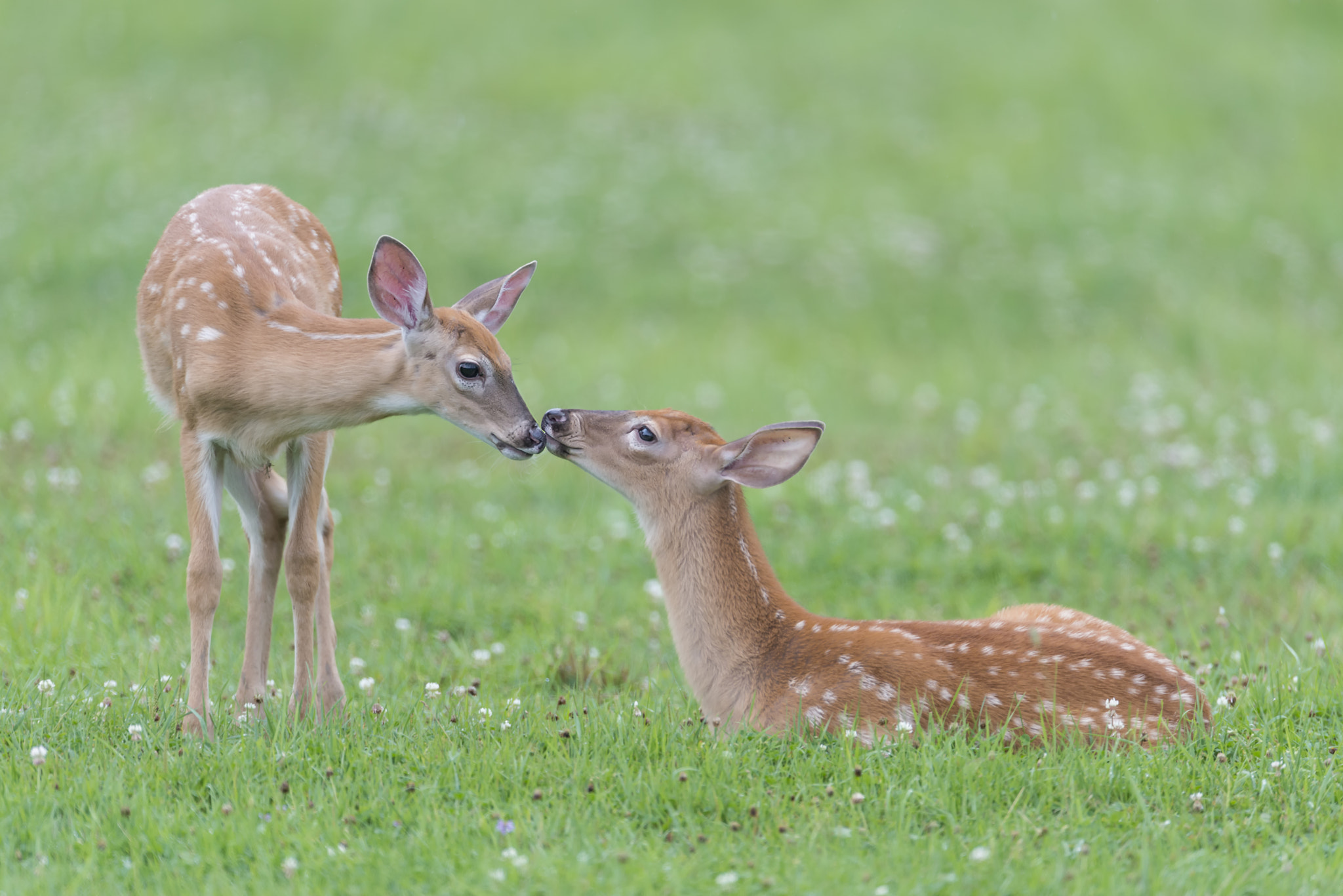 Nikon D800 + Nikon AF-S Nikkor 600mm F4G ED VR sample photo. A fawny moment... photography